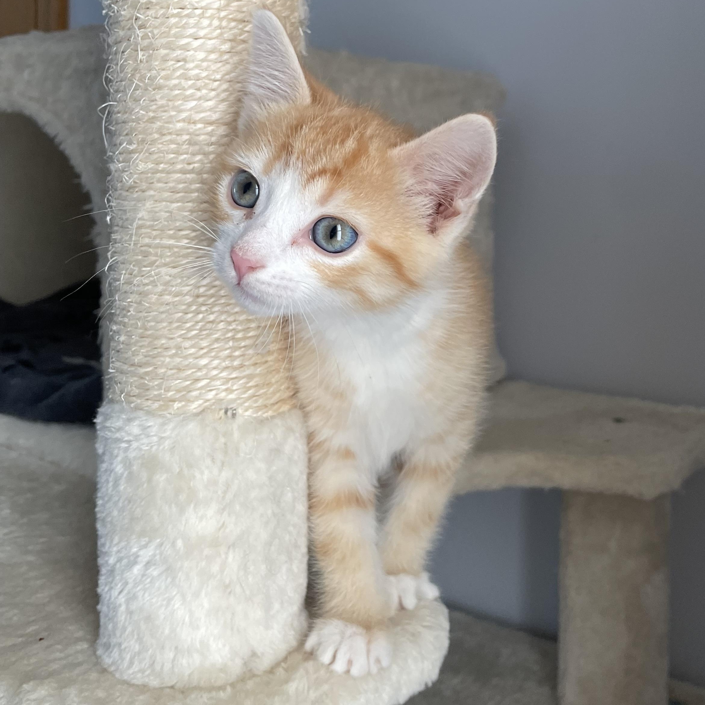 Enlarge Templeton, an adopted mixed breed in Germansville, PA image 3/5