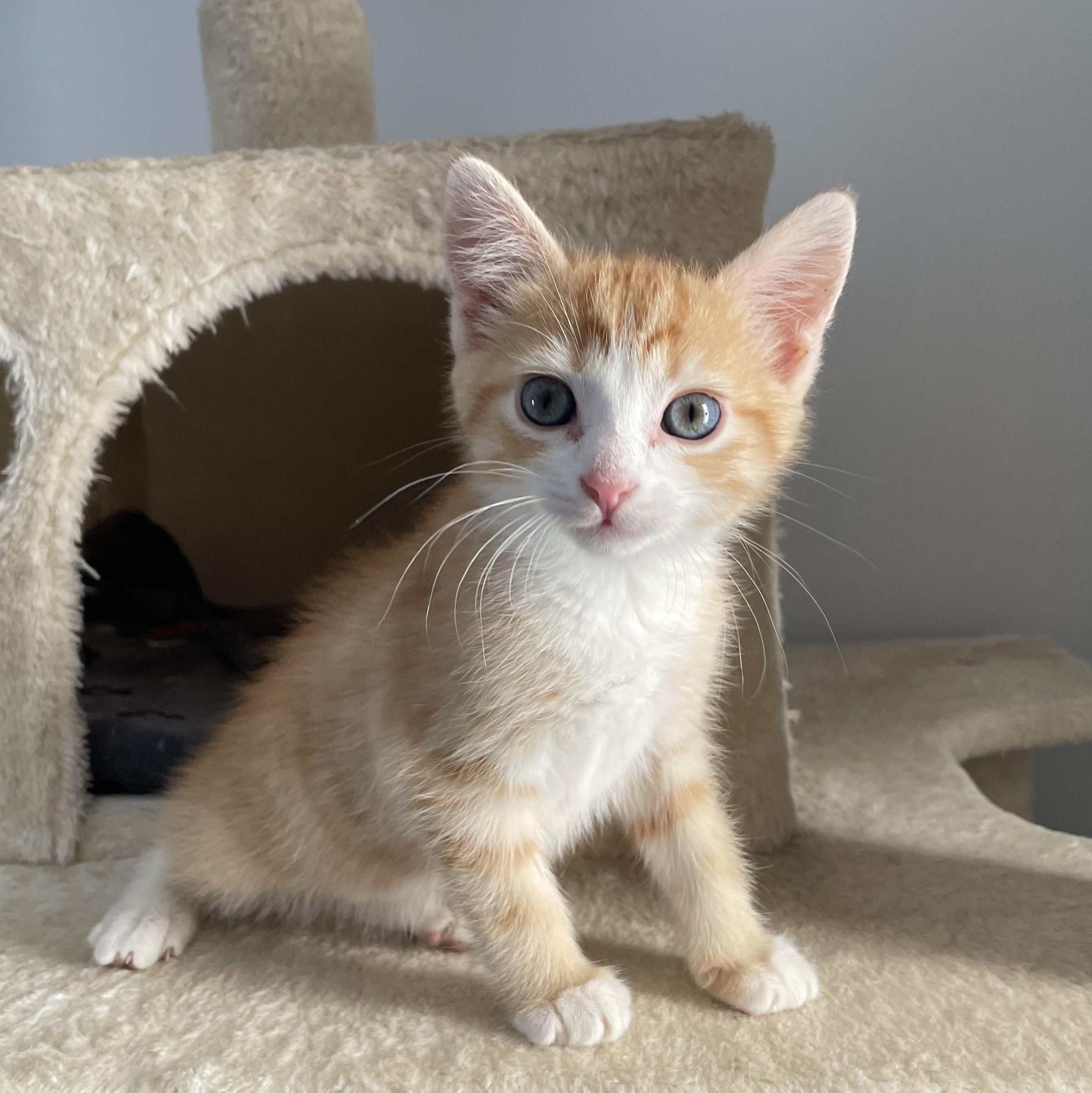Templeton, adopted, Kitten Male Domestic Short Hair & Tabby.