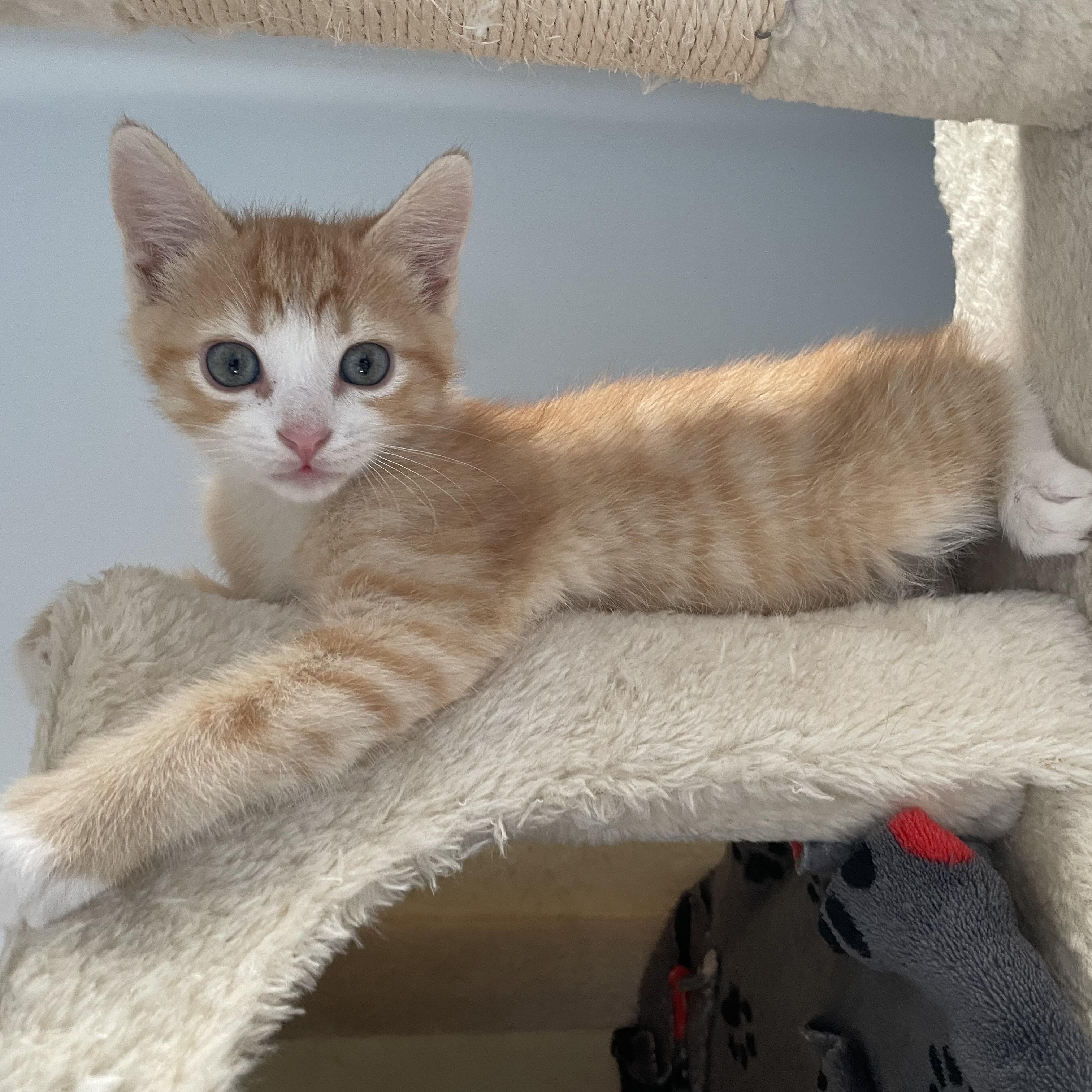 Enlarge Templeton, an adopted mixed breed in Germansville, PA image 5/5