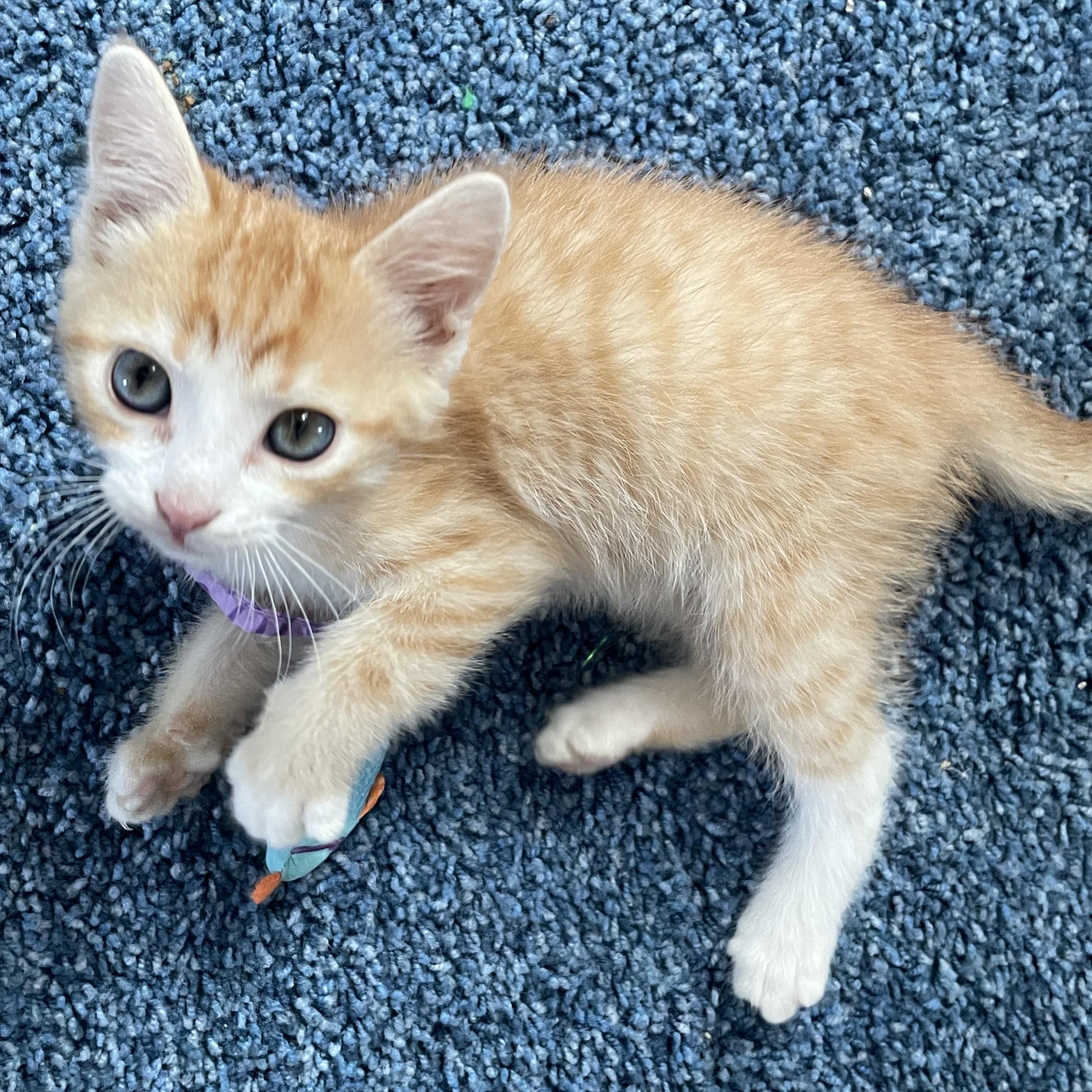 Enlarge Templeton, an adopted mixed breed in Germansville, PA image 4/5