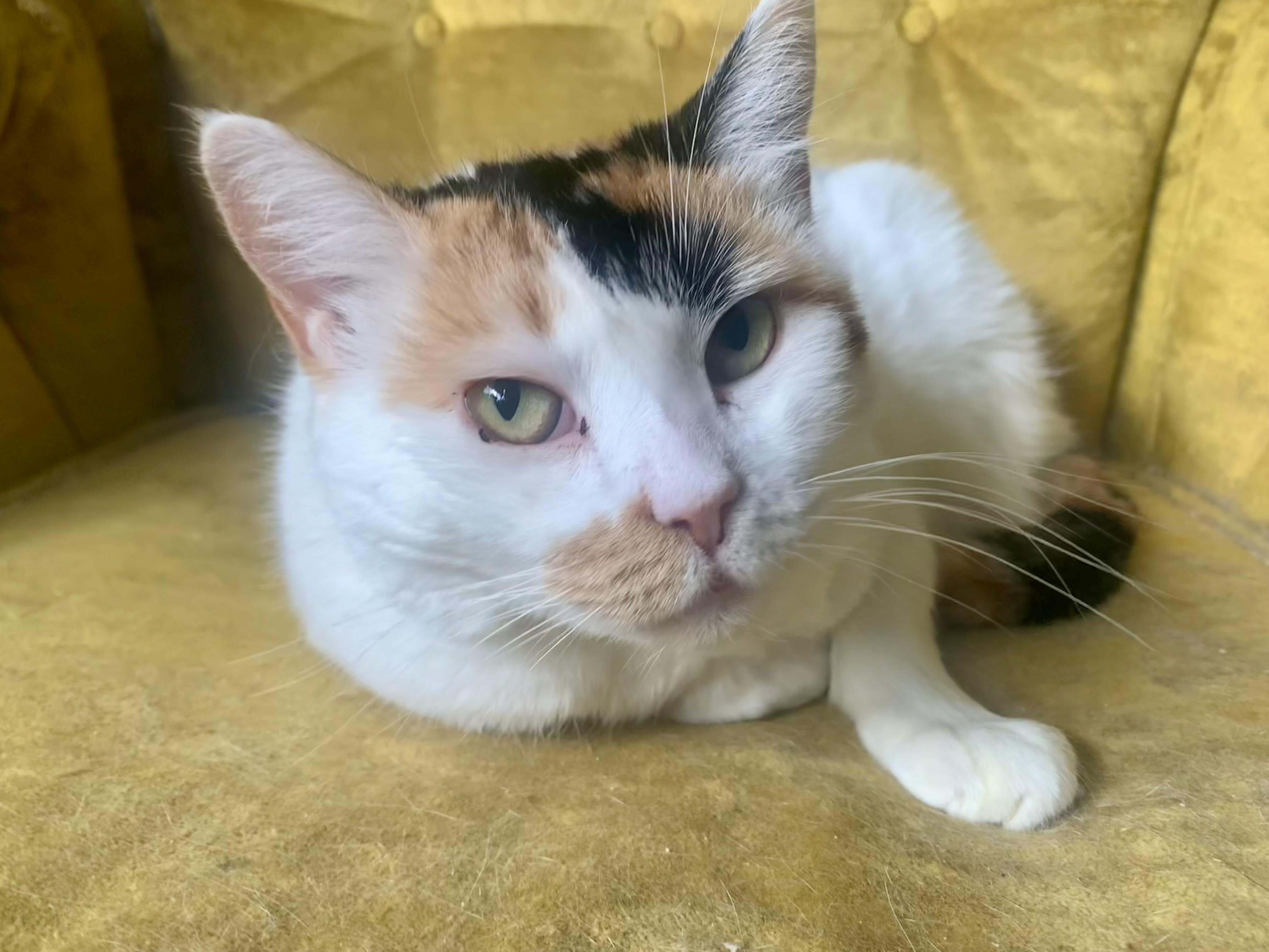 Flamingo, a Adoptable Domestic Short Hair in San Jose, CA image 1/3