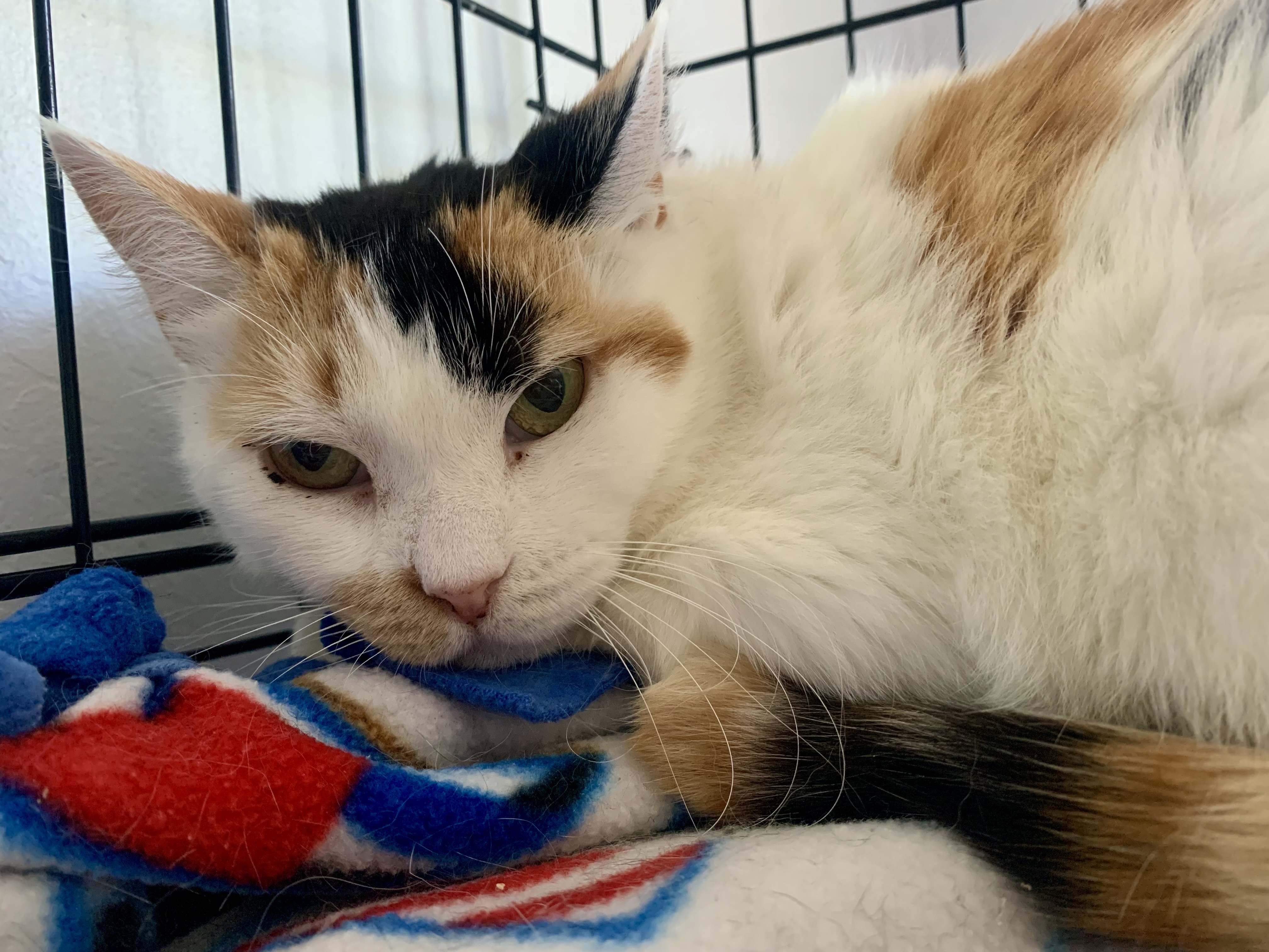 Flamingo, a Adoptable Domestic Short Hair in San Jose, CA image 2/3