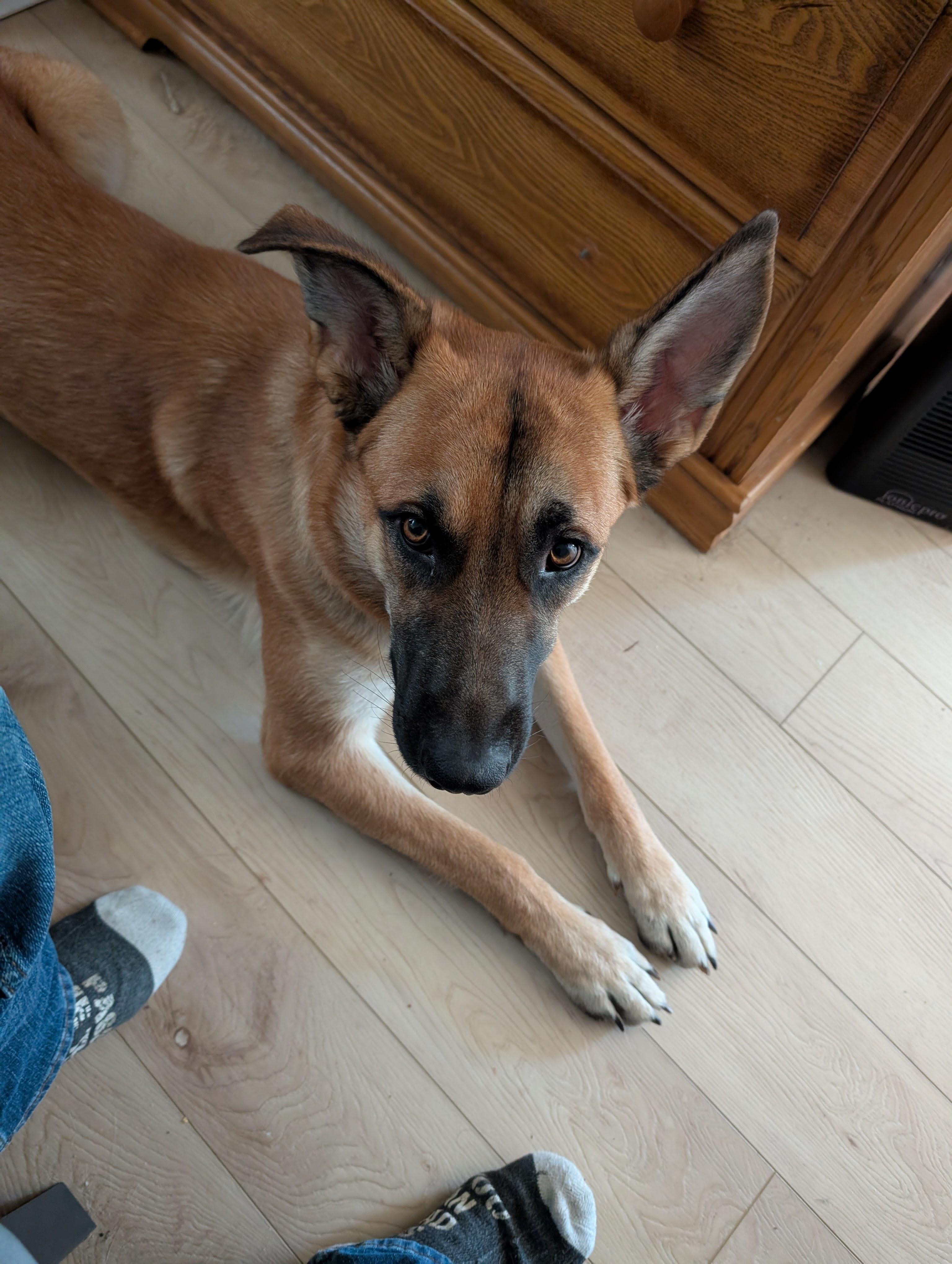 Duke, a Adoptable mixed breed in Rockwood, ON image 3/6