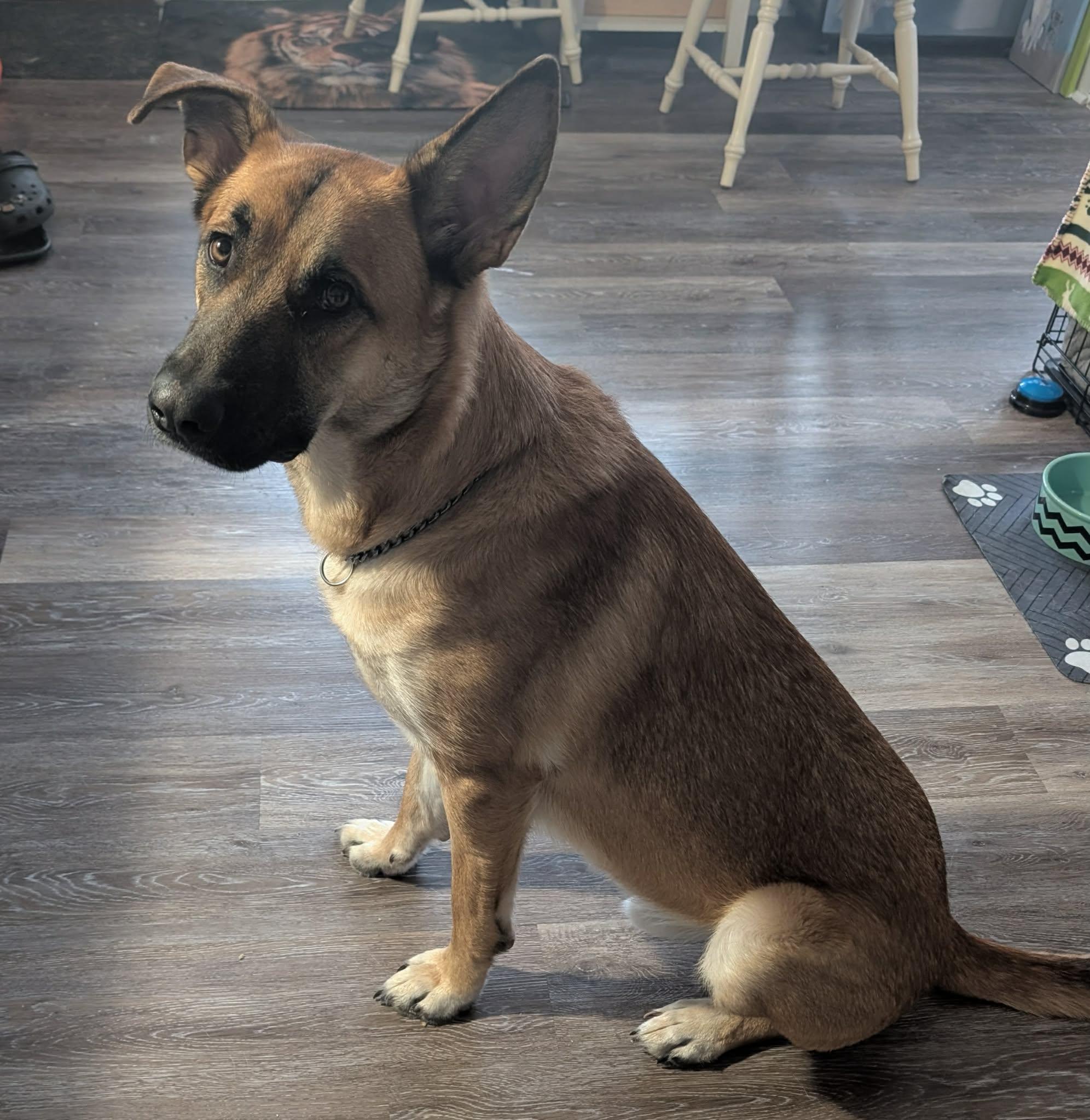 Duke, a Adoptable mixed breed in Rockwood, ON image 1/6