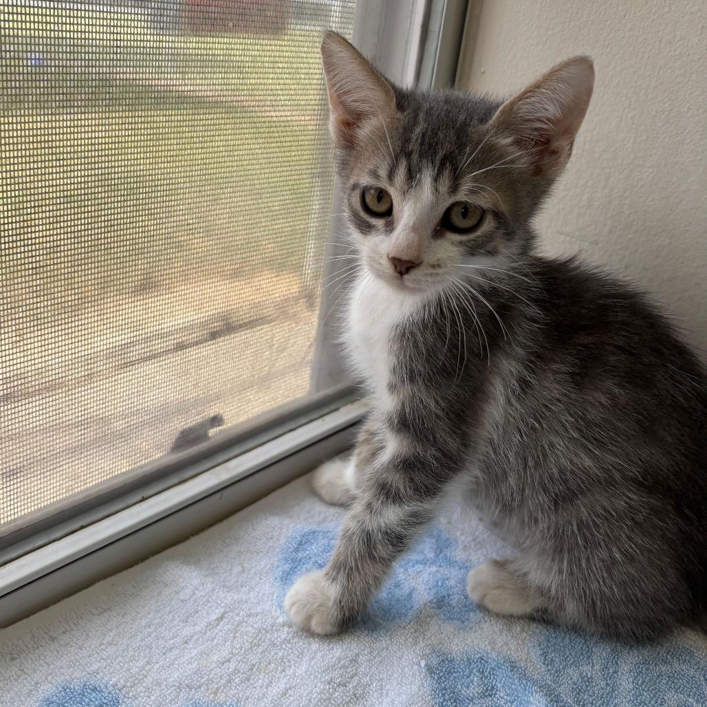Mr. Clean, Adoptable, Kitten Male Domestic Short Hair.