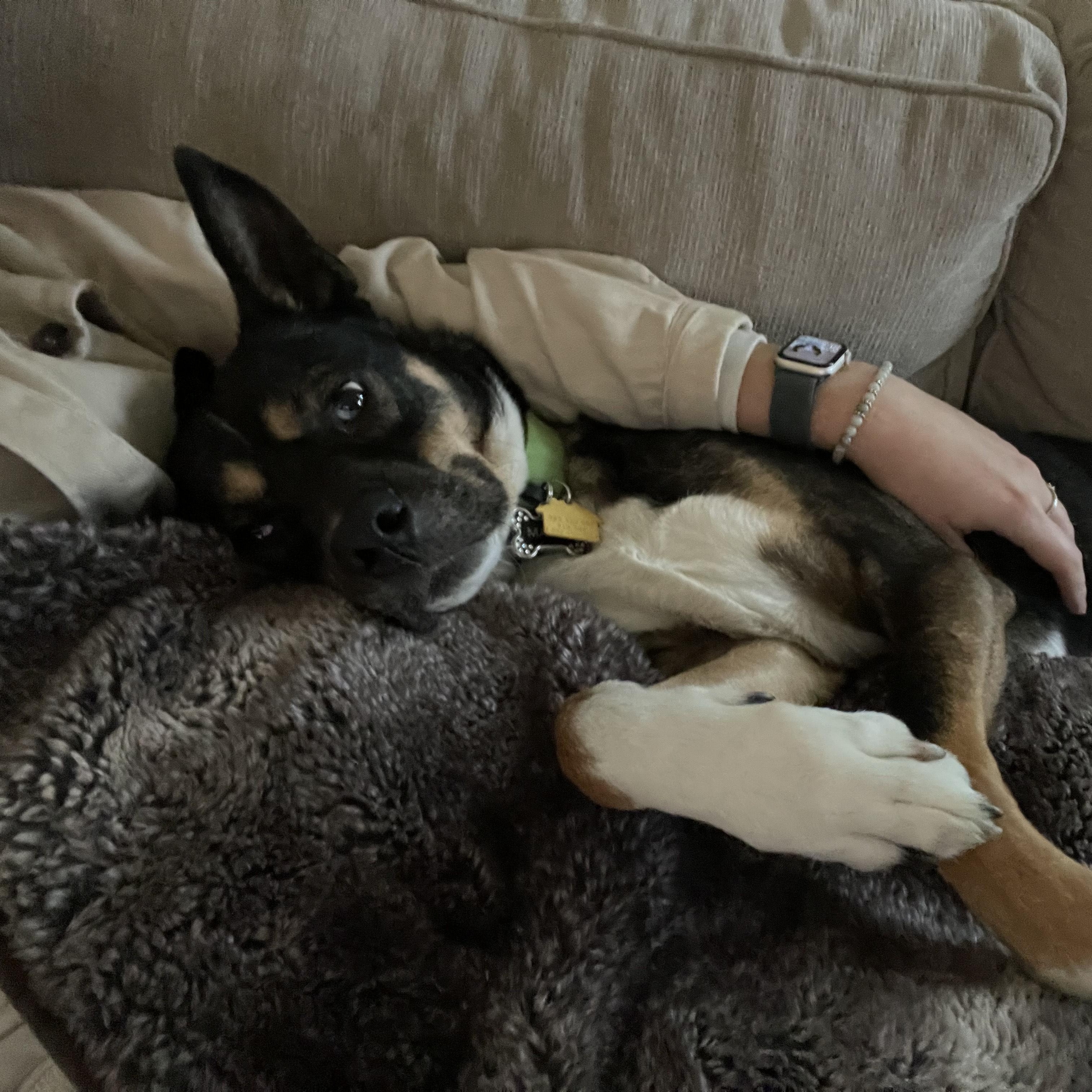 Enlarge Marlie Courtesy Listing, a ADOPTABLE Cattle Dog in Midland, MI image 3/5