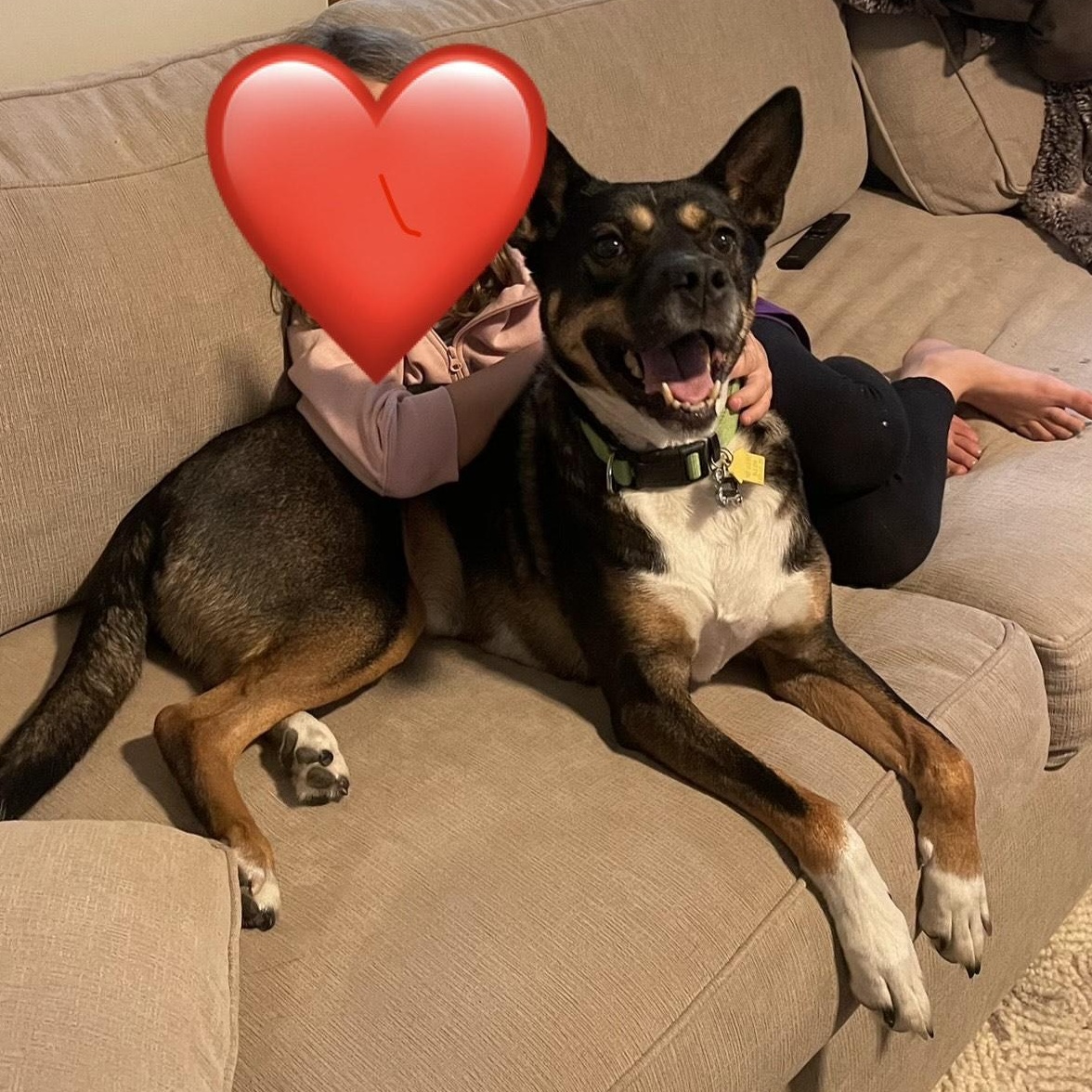 Enlarge Marlie Courtesy Listing, a ADOPTABLE Cattle Dog in Midland, MI image 4/5