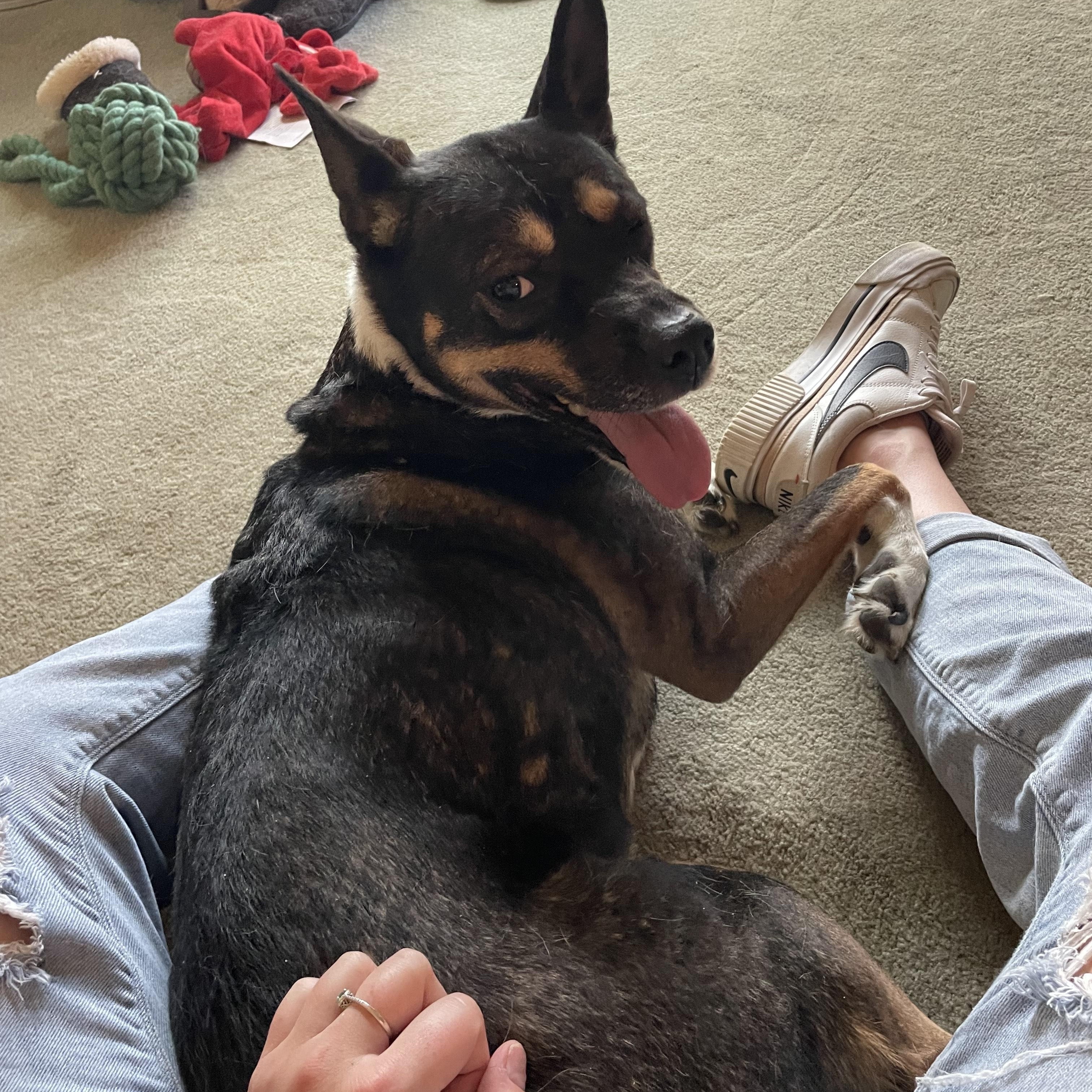 Enlarge Marlie Courtesy Listing, a ADOPTABLE Cattle Dog in Midland, MI image 5/5