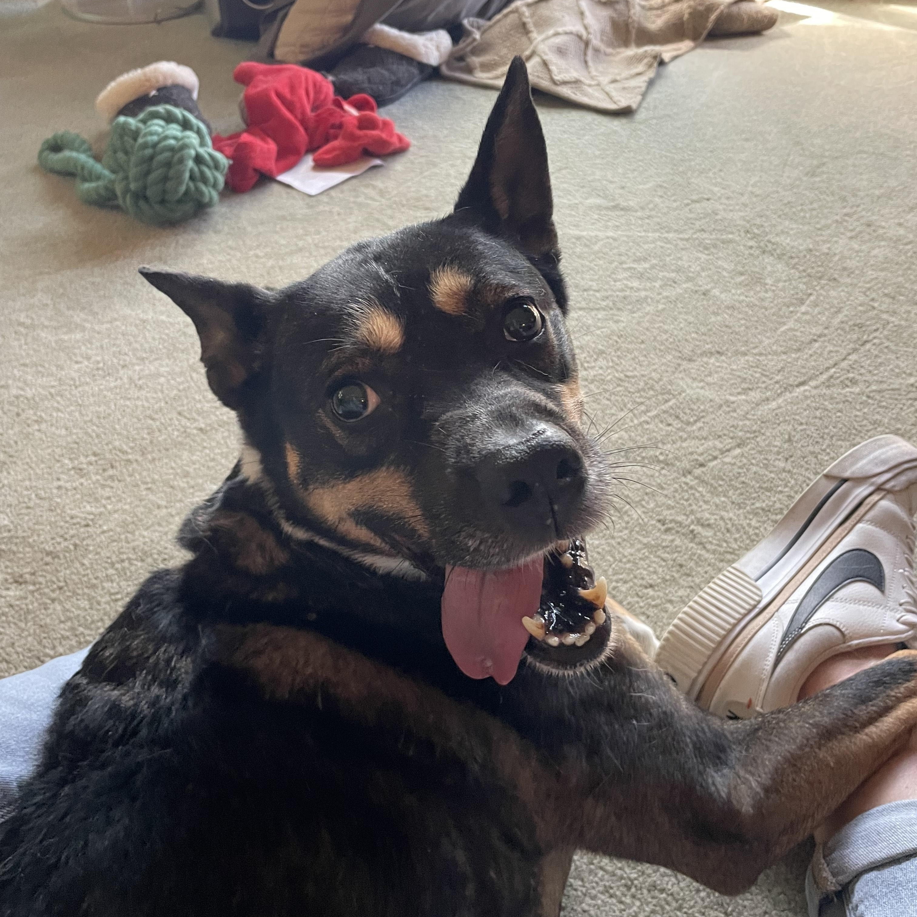 Enlarge Marlie Courtesy Listing, a ADOPTABLE Cattle Dog in Midland, MI image 1/5