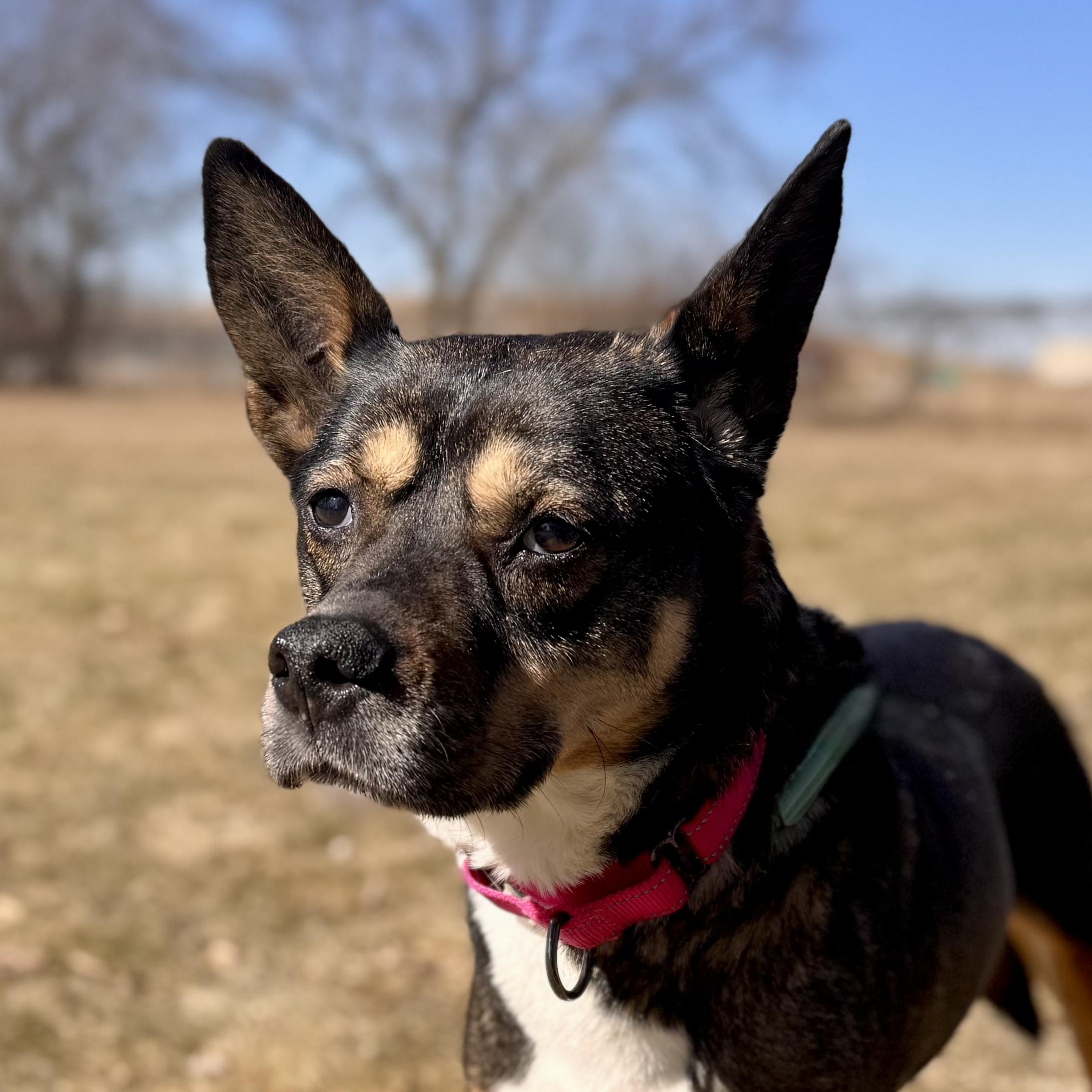Marlie , ADOPTABLE, Senior Female Cattle Dog.