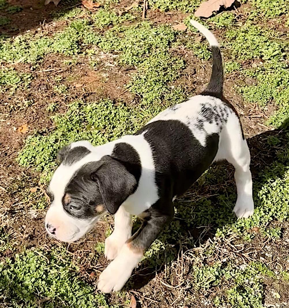 Enlarge Peppa, a ADOPTABLE mixed breed in Bedford, VA image 2/6