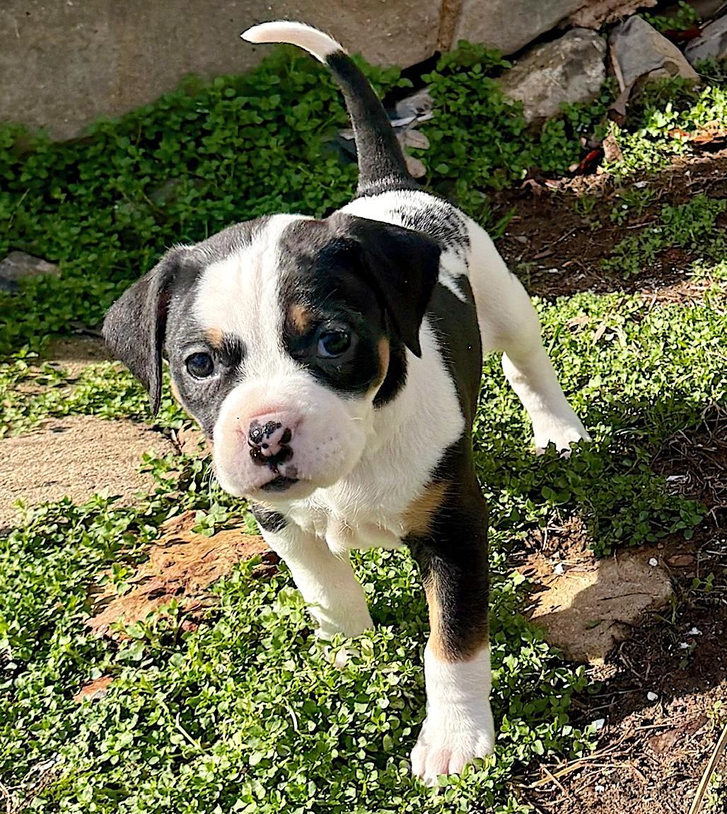Enlarge Peppa, a ADOPTABLE mixed breed in Bedford, VA image 4/6