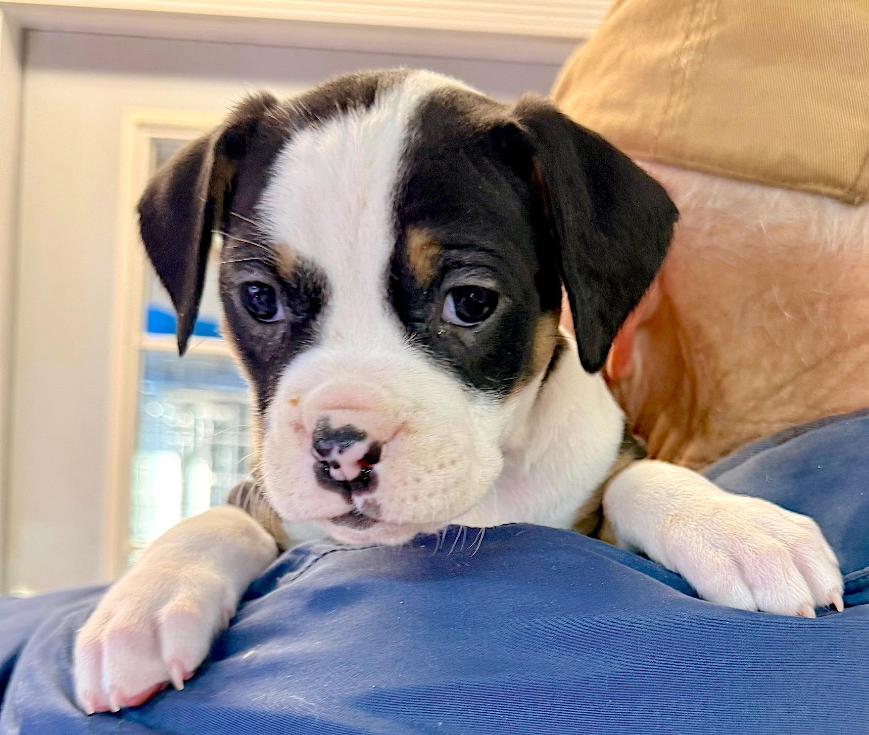Peppa, ADOPTABLE, Puppy Female Boxer & Terrier.