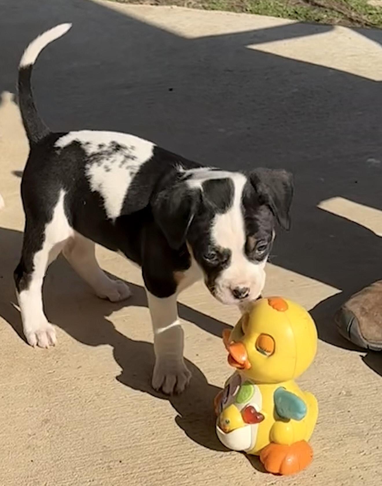 Enlarge Peppa, a ADOPTABLE mixed breed in Bedford, VA image 5/6