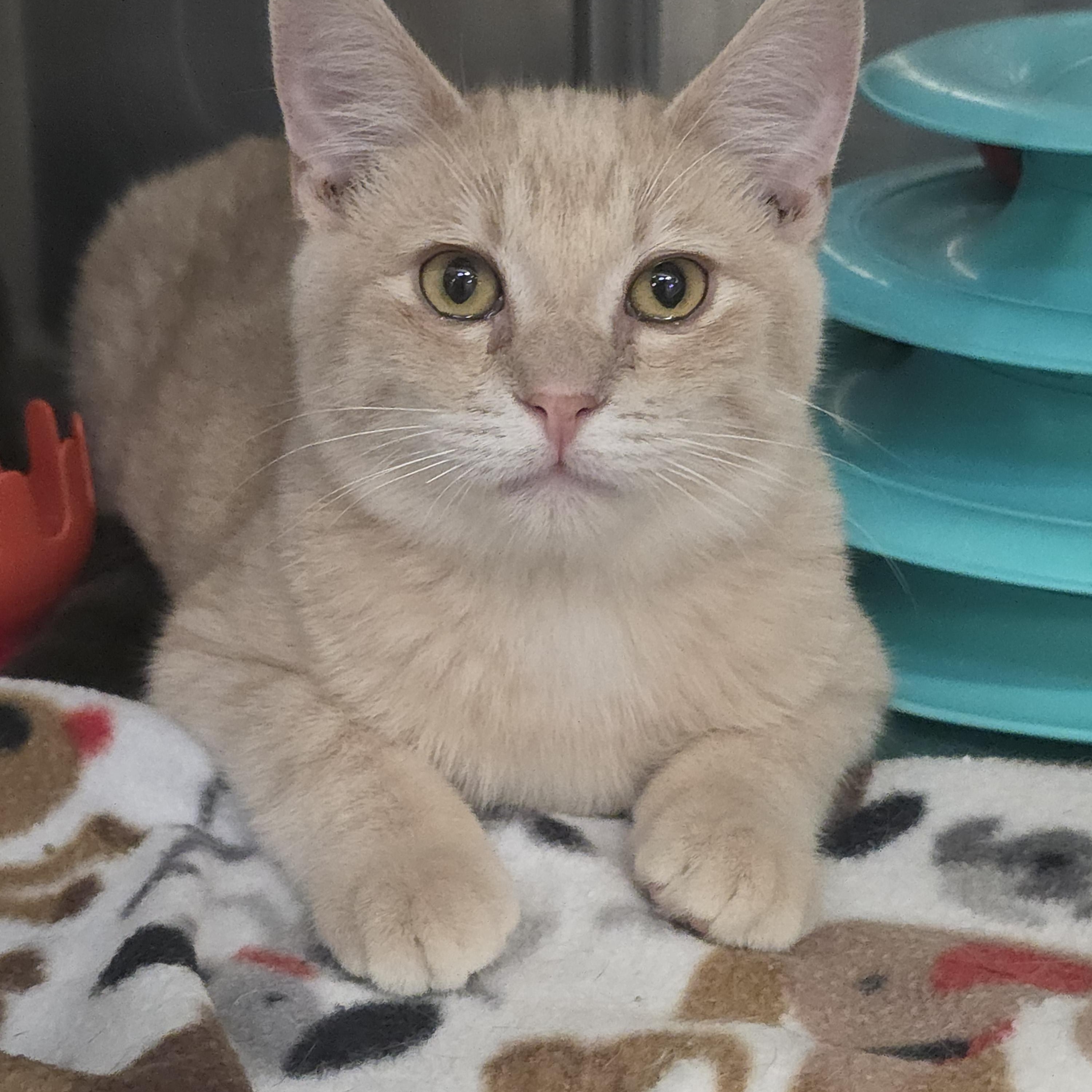 Toby, Adoptable, Young Male Domestic Short Hair.