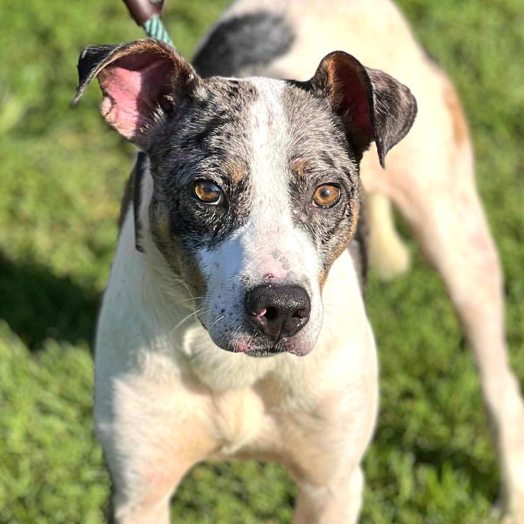 Enlarge Elmore, a Adoptable Mixed Breed in Huntington, WV image 1/6