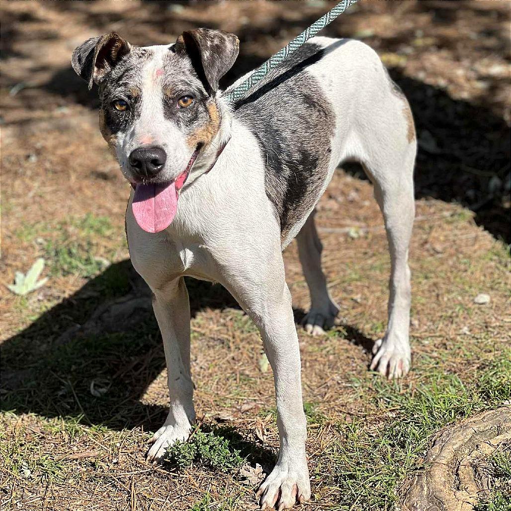 Enlarge Elmore, a Adoptable Mixed Breed in Huntington, WV image 3/6