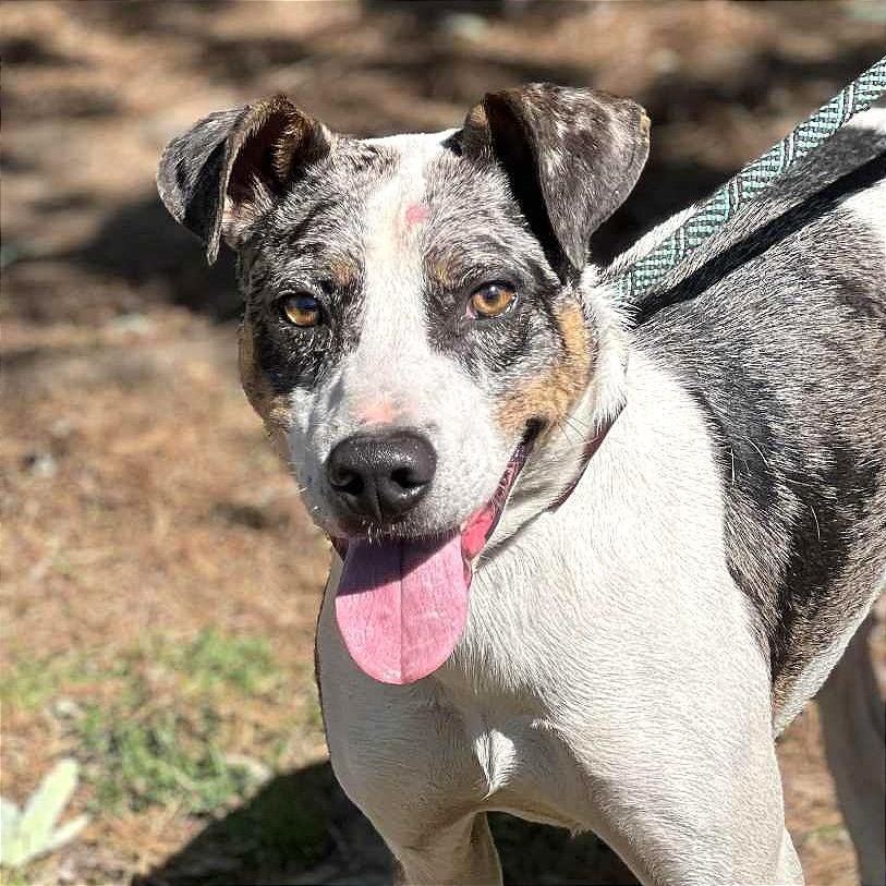 Enlarge Elmore, a Adoptable Mixed Breed in Huntington, WV image 4/6