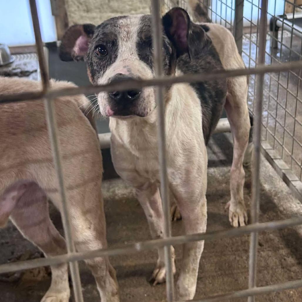 Enlarge Elmore, a Adoptable Mixed Breed in Huntington, WV image 5/6