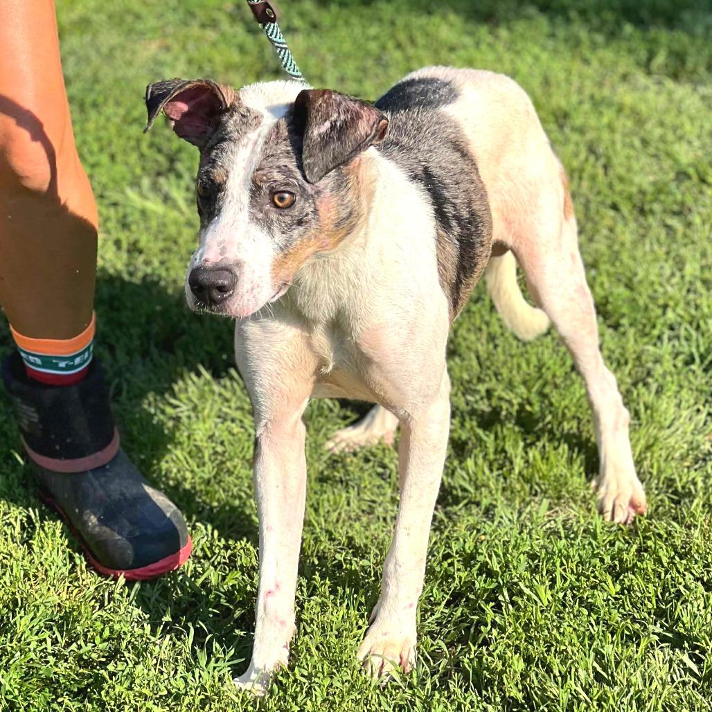 Enlarge Elmore, a Adoptable Mixed Breed in Huntington, WV image 6/6