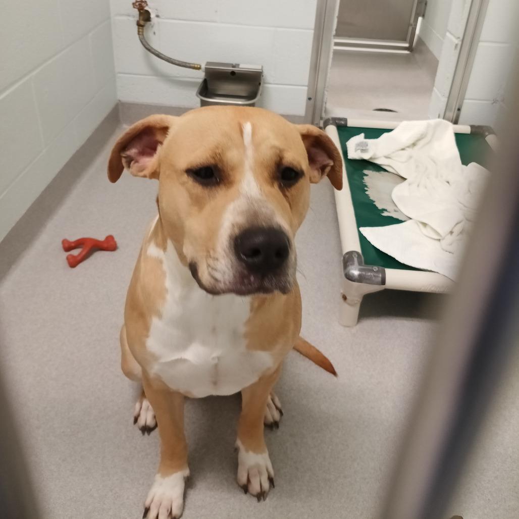 Goofy, Adoptable, Young Female Terrier.