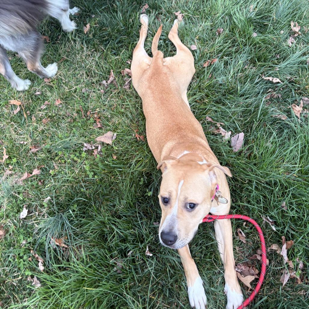 Goofy, a Adoptable Terrier in Chattanooga, TN image 2/6