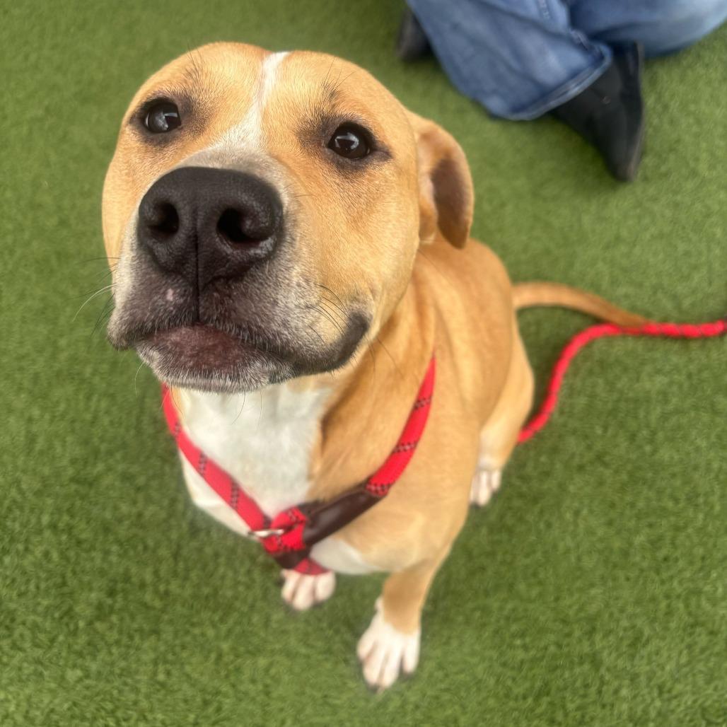 Goofy, a Adoptable Terrier in Chattanooga, TN image 4/6