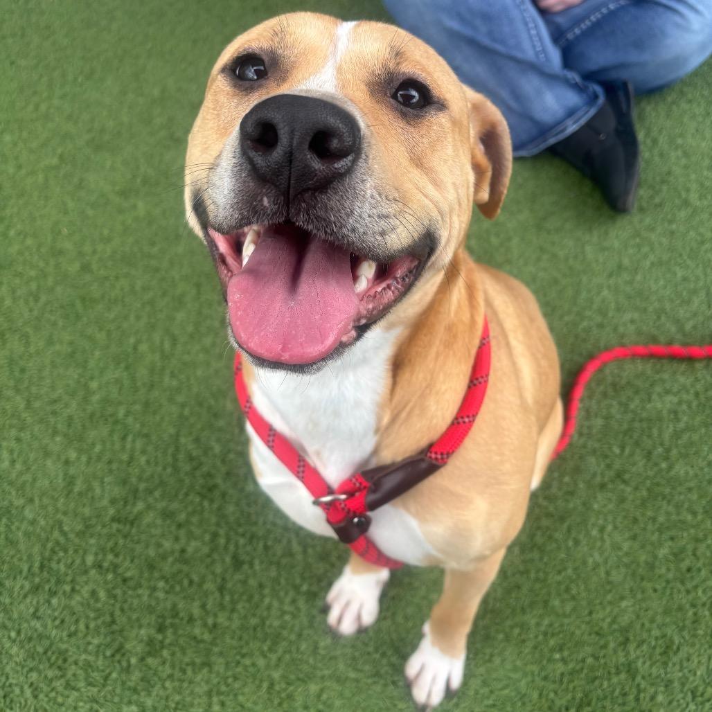 Goofy, a Adoptable Terrier in Chattanooga, TN image 5/6