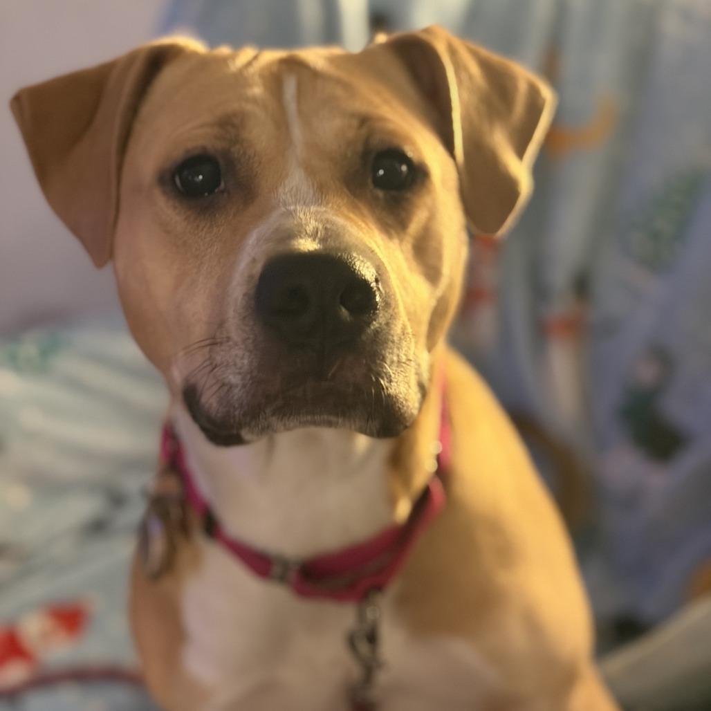 Goofy, a Adoptable Terrier in Chattanooga, TN image 6/6