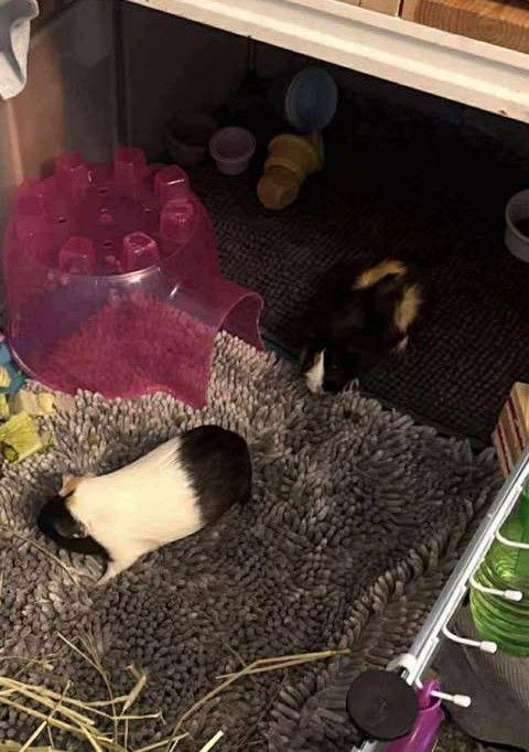 Velma and Roxy, Adoptable, Young Female Guinea Pig.