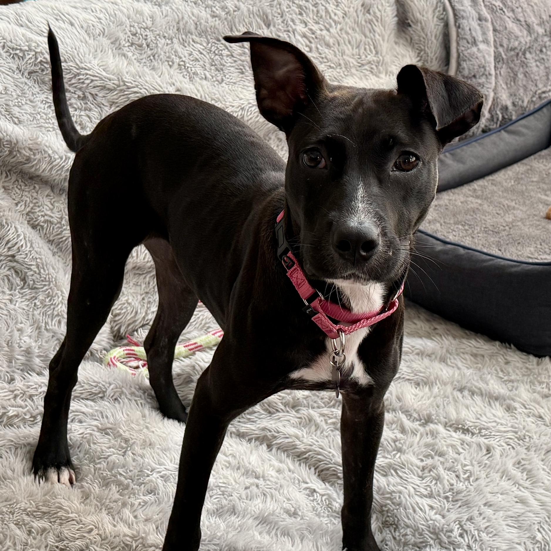 Enlarge Girly, an adoptable mixed breed in Libertyville, IL image 3/3