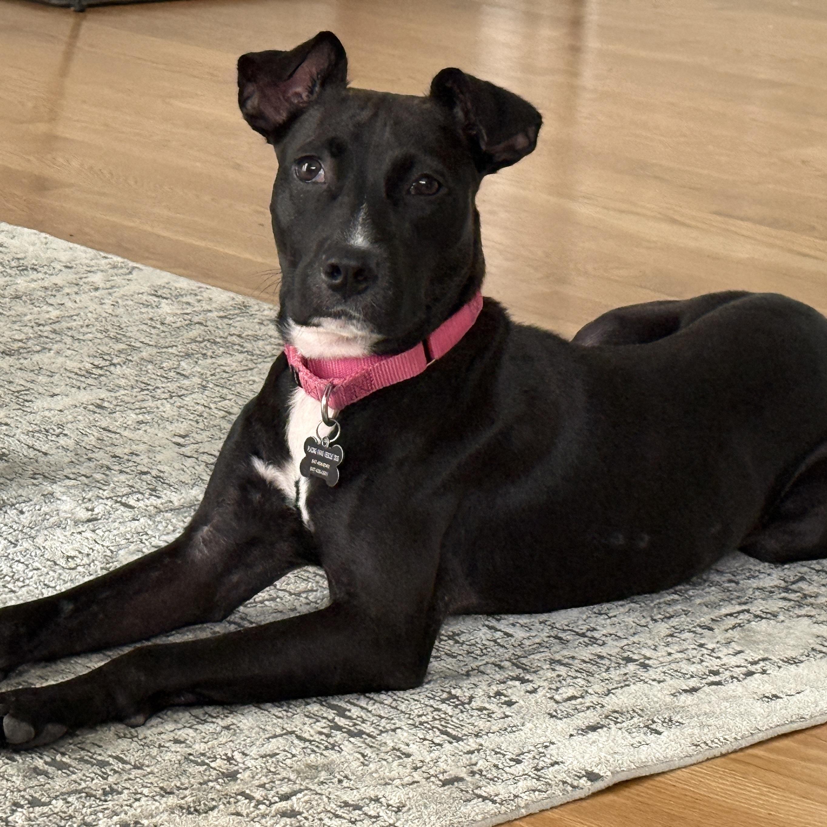 Girly, adoptable, Adult Female Labrador Retriever.