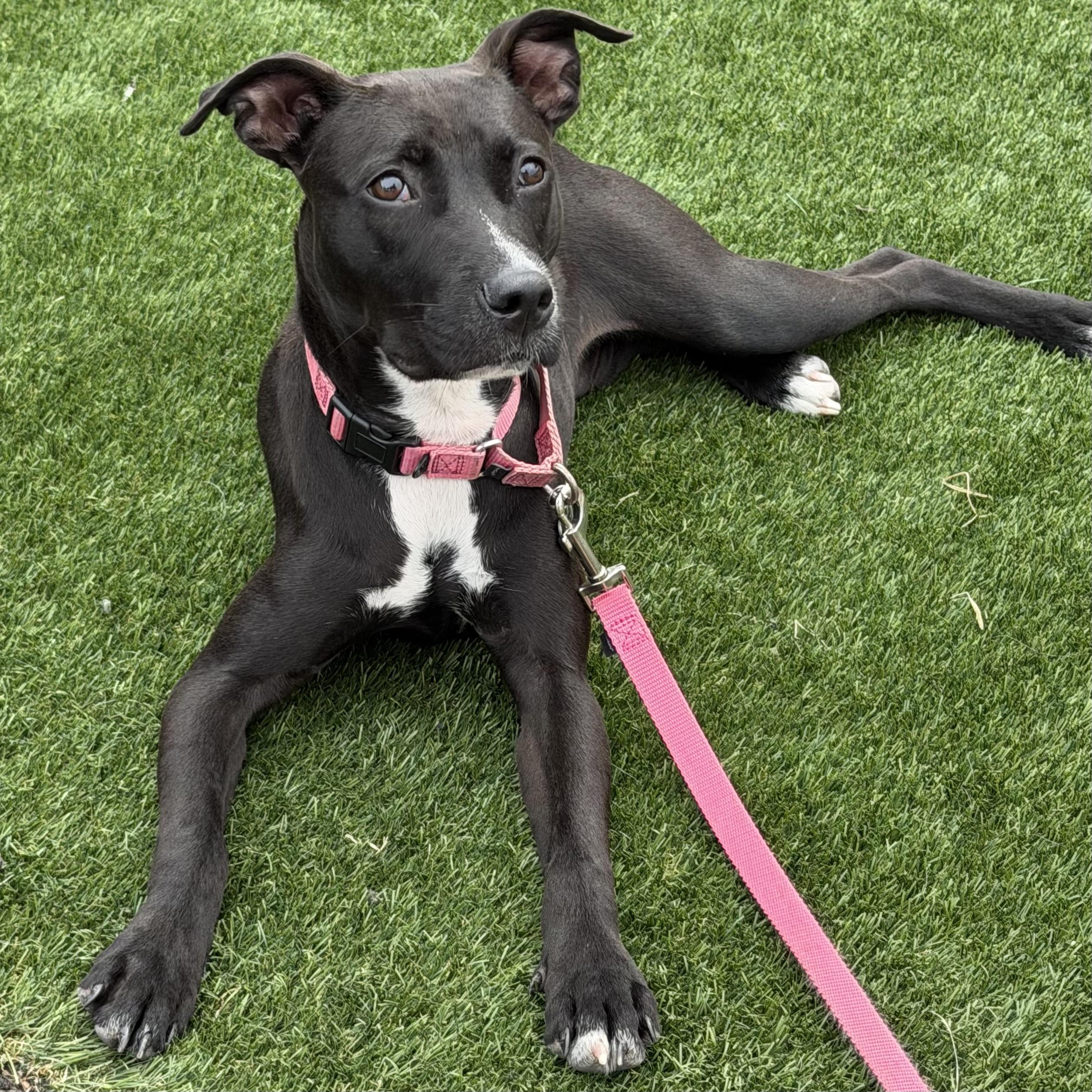 Girly, adoptable, Adult Female Labrador Retriever.