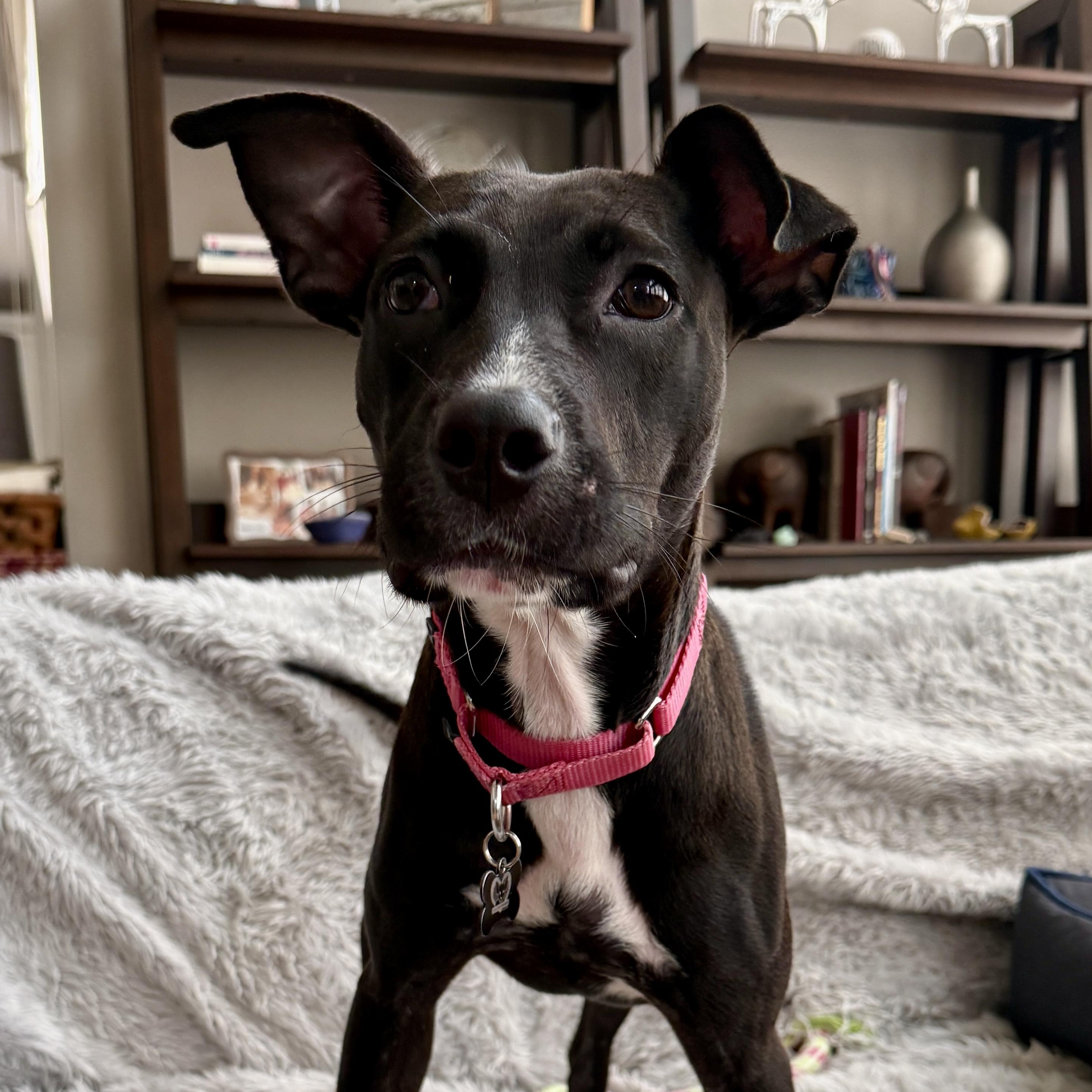 Enlarge Girly, an adoptable mixed breed in Libertyville, IL image 2/3