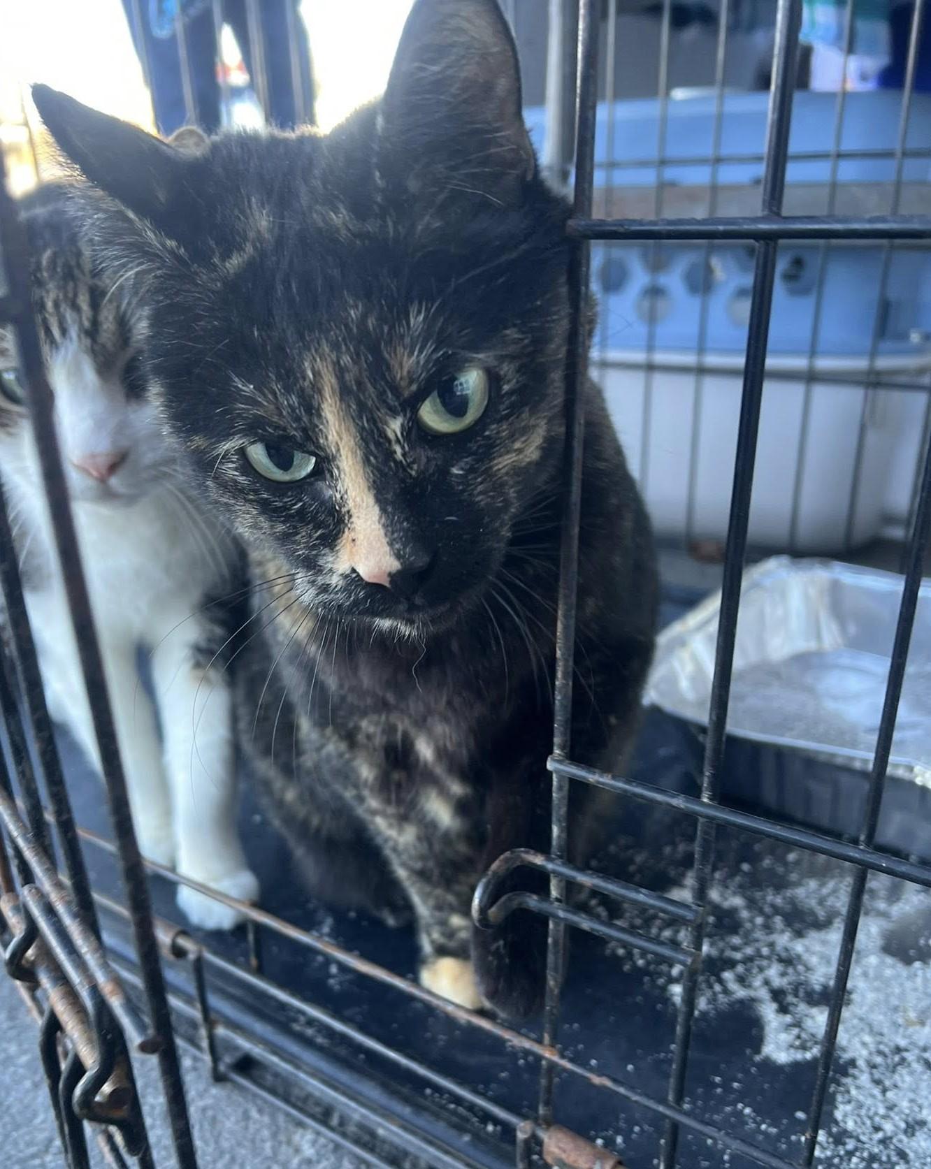 Enlarge Gabby, a Adoptable Tortoiseshell in Deming, NM image 3/4