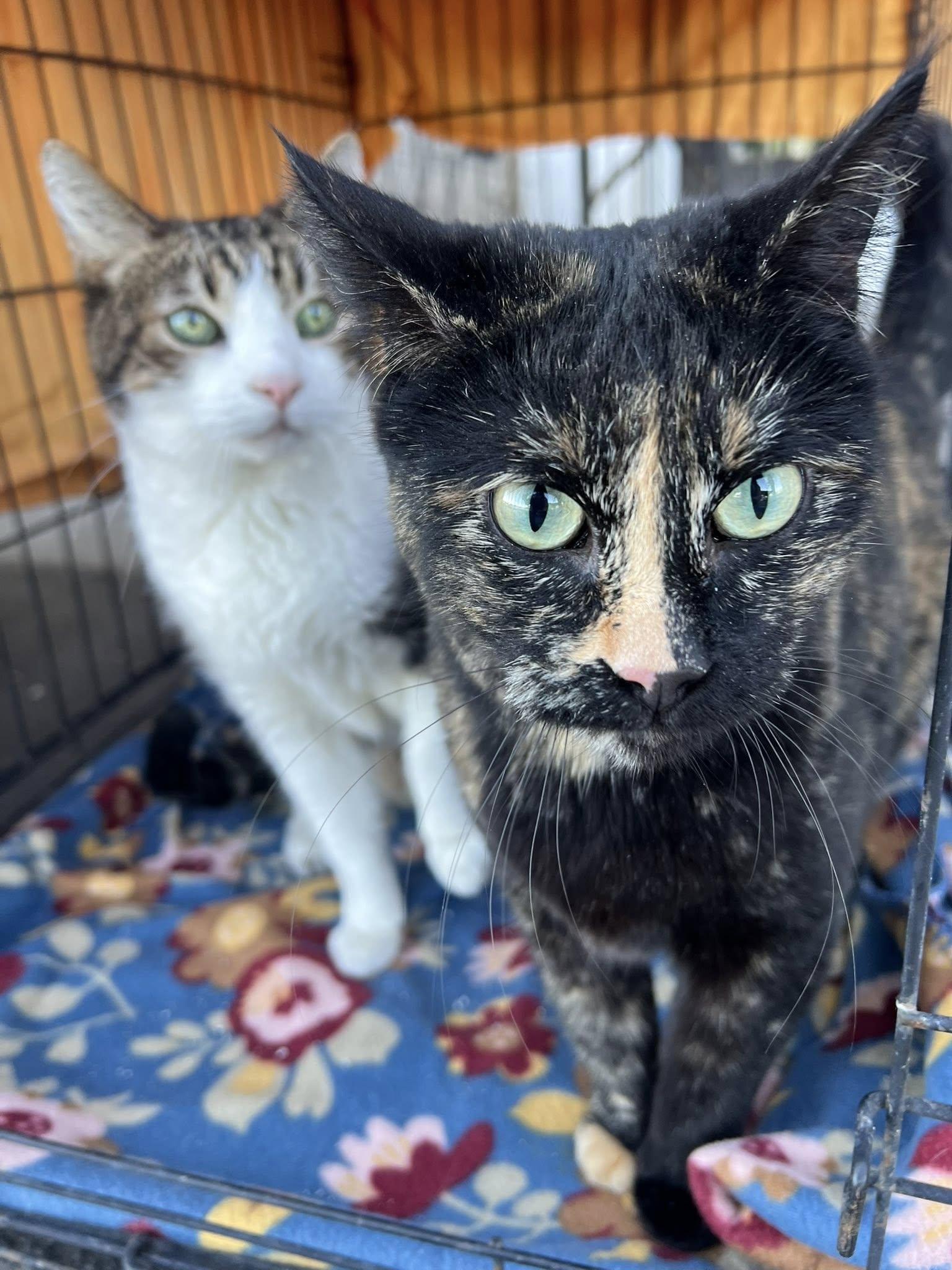 Enlarge Gabby, a Adoptable Tortoiseshell in Deming, NM image 4/4