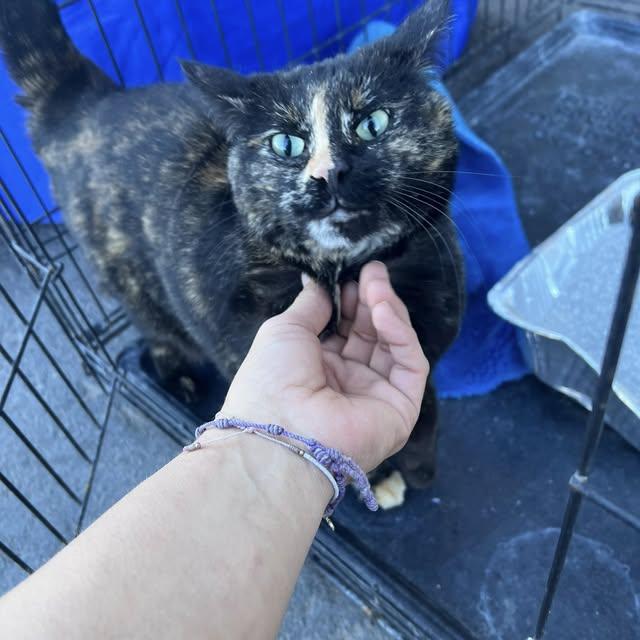Enlarge Gabby, a Adoptable Tortoiseshell in Deming, NM image 1/1