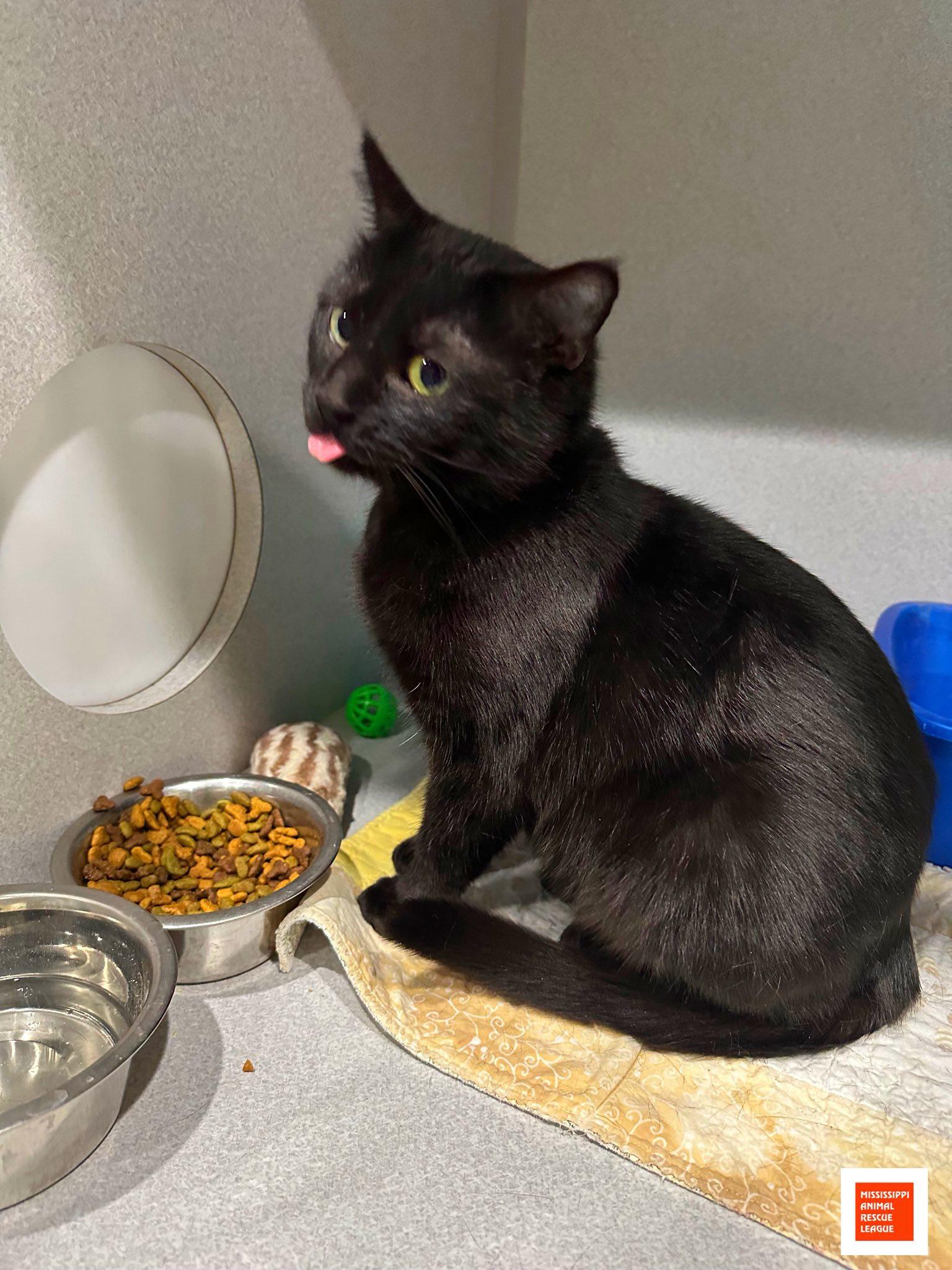 Enlarge Luna, a ADOPTABLE Domestic Short Hair in Jackson, MS image 1/1