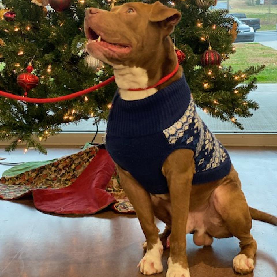 Enlarge Herbert, a Adoptable mixed breed in Chattanooga, TN image 2/6