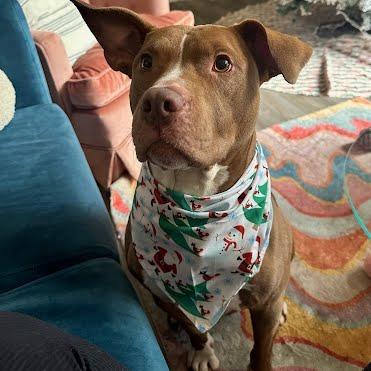 Enlarge Herbert, a Adoptable mixed breed in Chattanooga, TN image 3/6