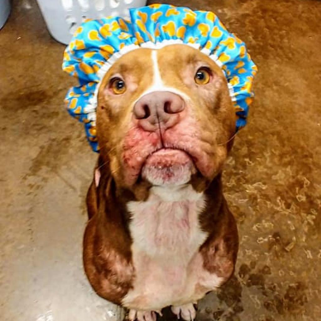 Enlarge Herbert, a Adoptable mixed breed in Chattanooga, TN image 4/6