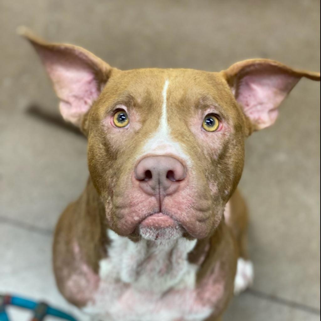 Enlarge Herbert, a Adoptable mixed breed in Chattanooga, TN image 5/6