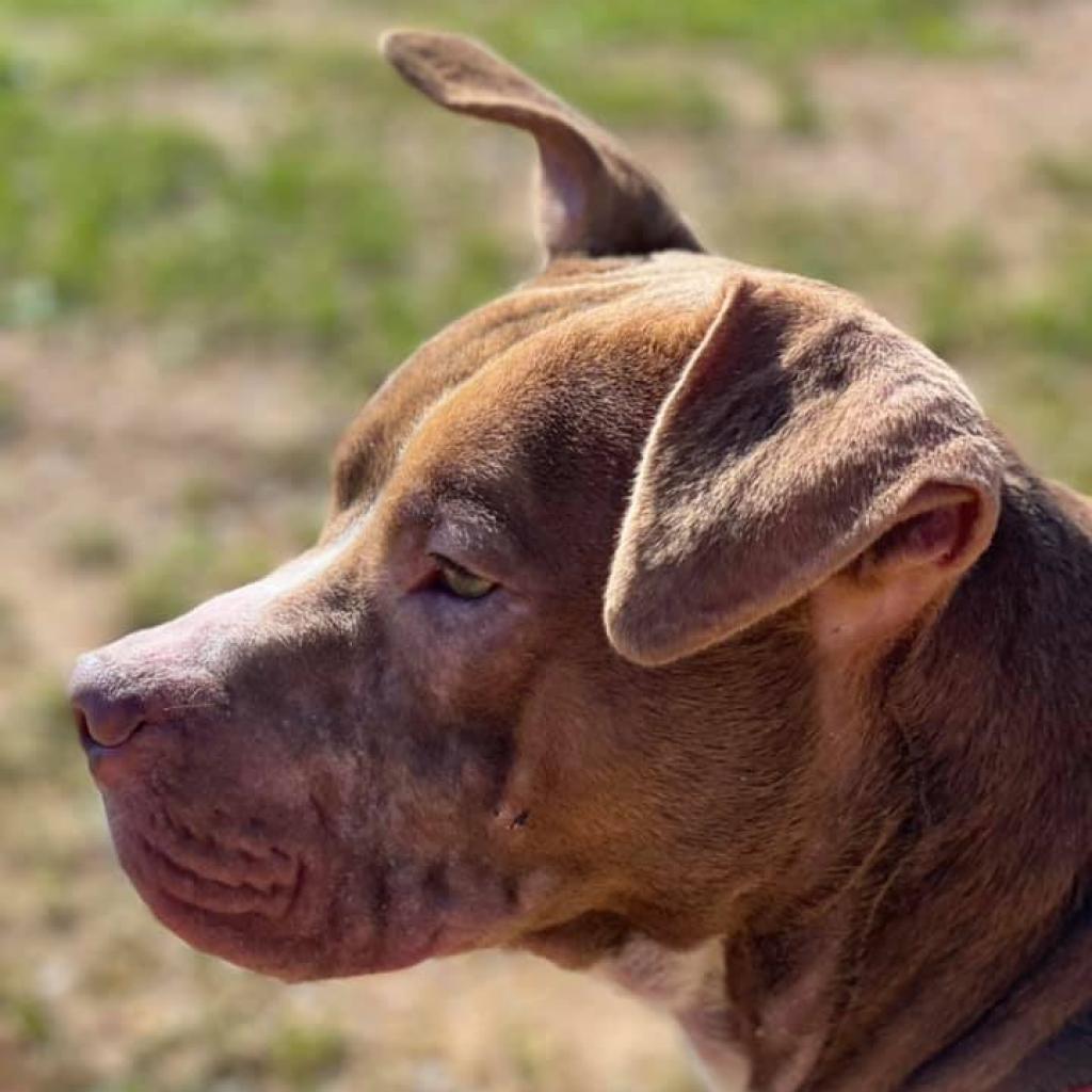 Enlarge Herbert, a Adoptable mixed breed in Chattanooga, TN image 6/6