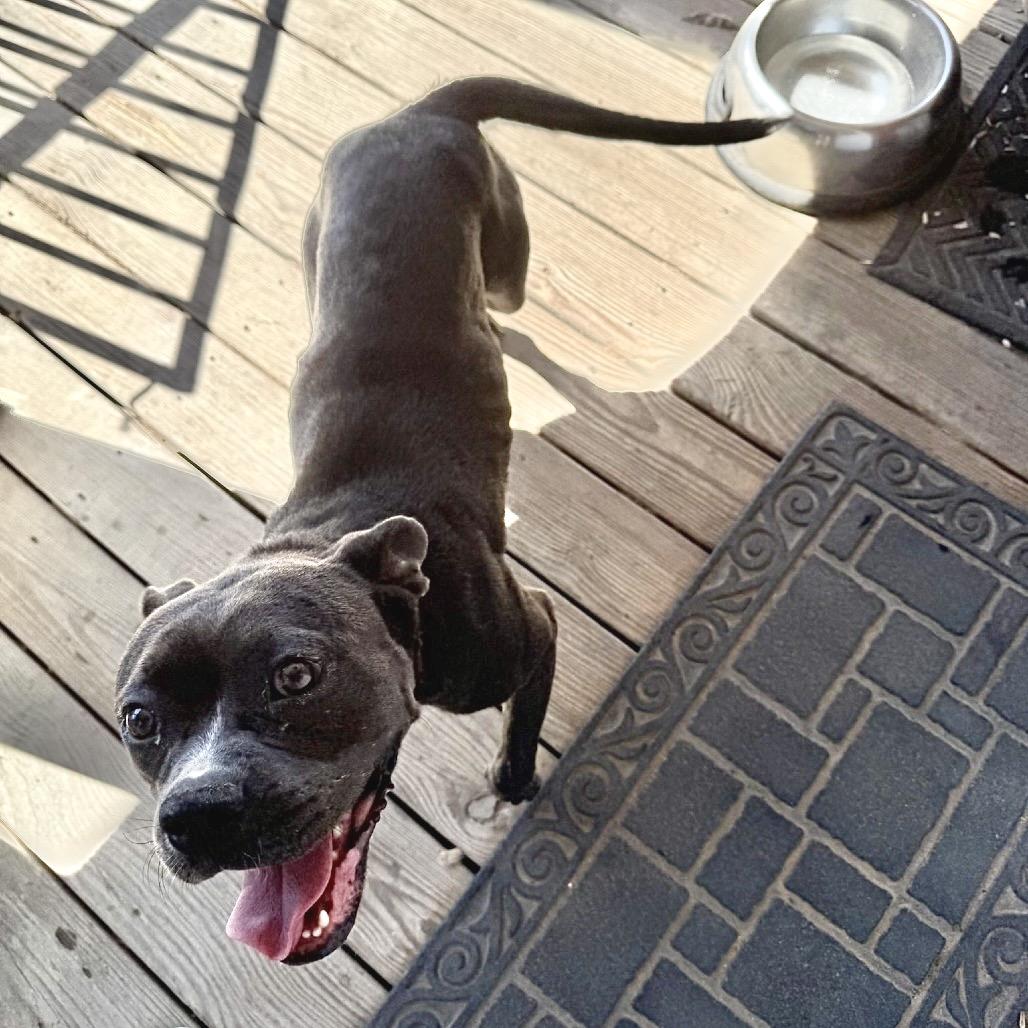 Enlarge Ziggy 2, a Adoptable Pit Bull Terrier in Livingston, TX image 1/1