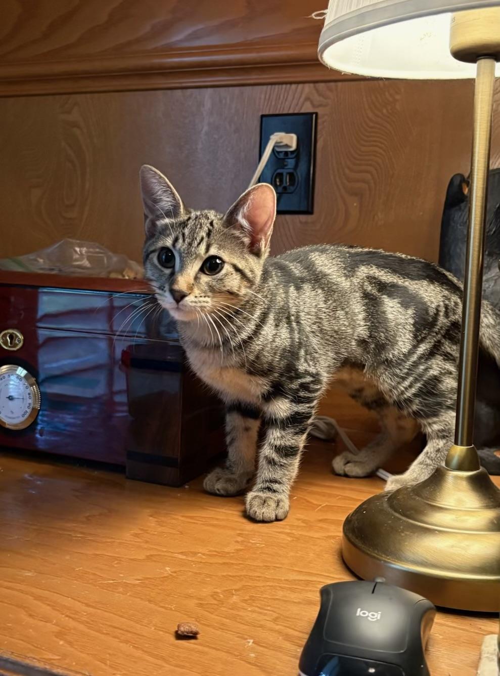 Chipmunk - Kuykendahl Petsmart, Adopted, Kitten Female Tabby & Domestic Short Hair.