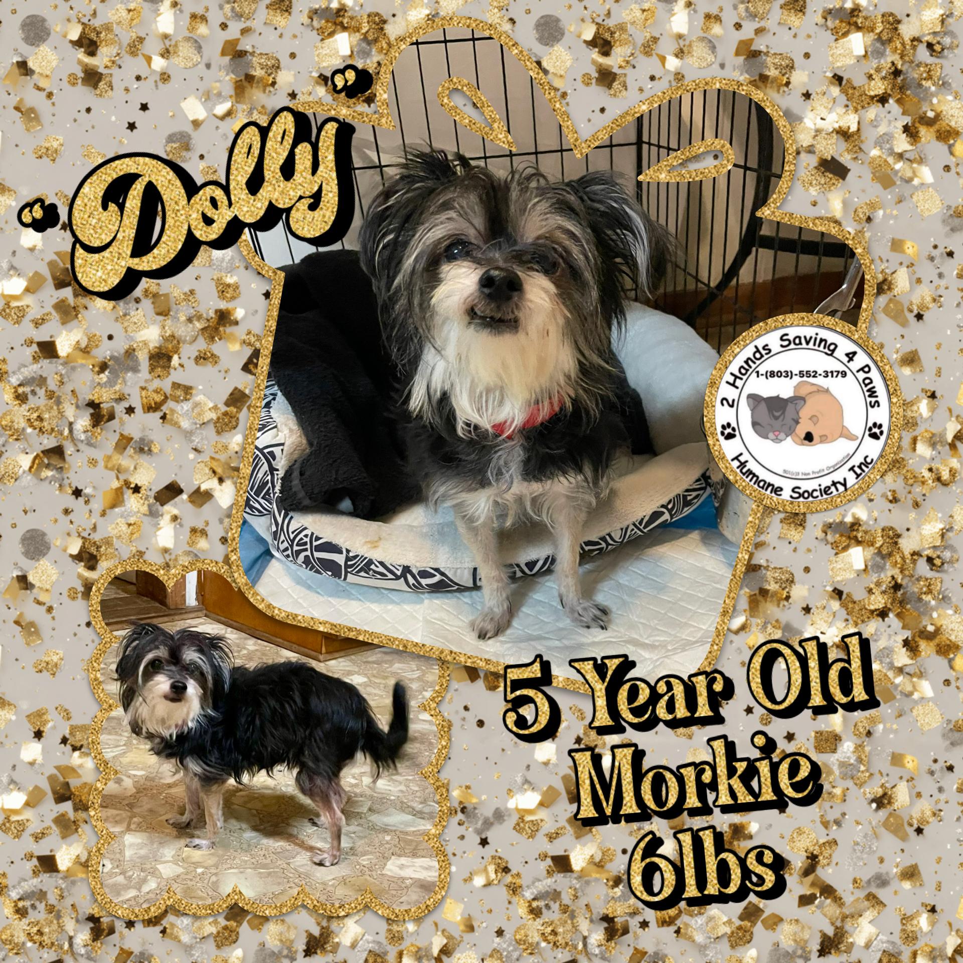 Enlarge “Dolly”, a ADOPTABLE Morkie in Totowa, NJ image 1/2