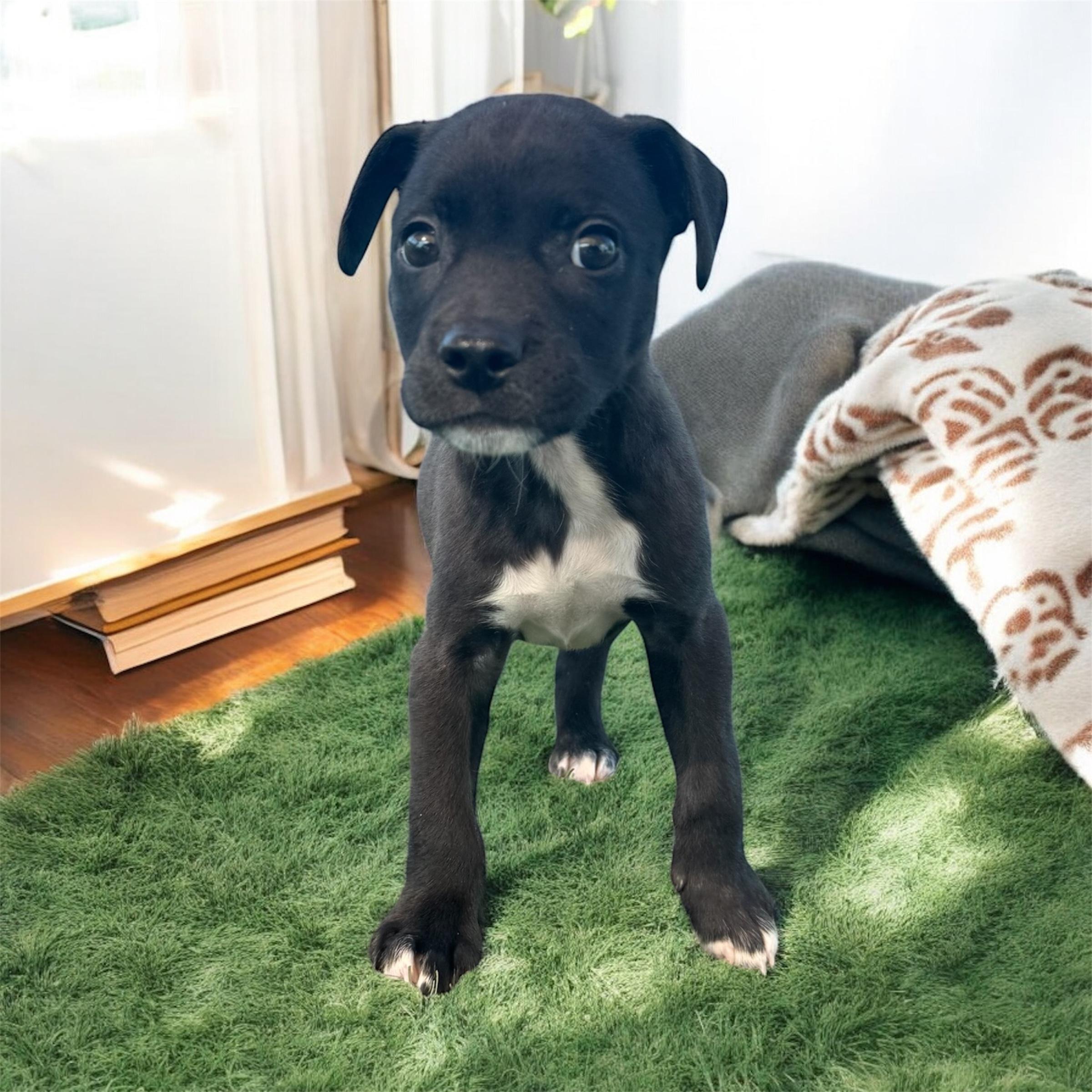Oscar