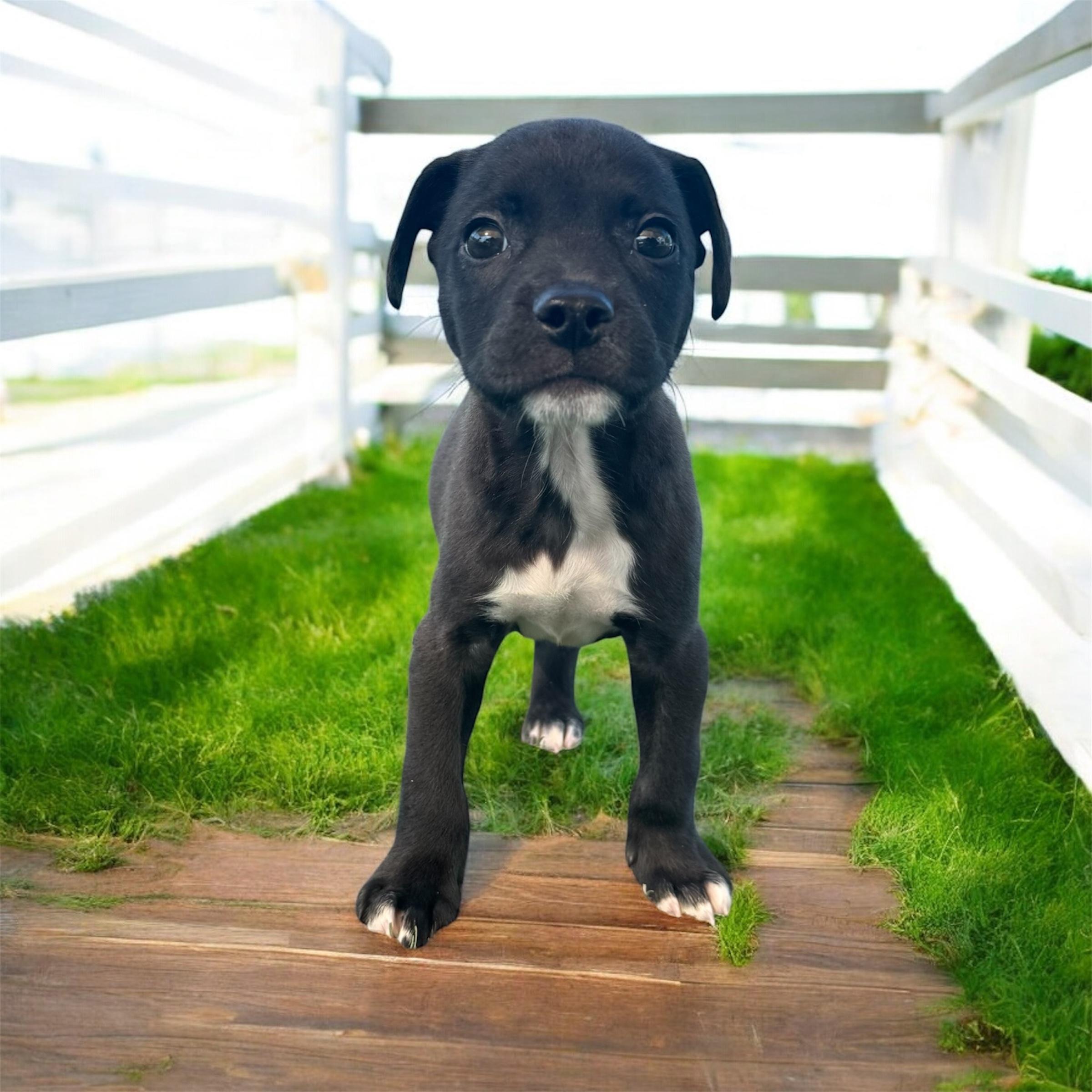 Oscar