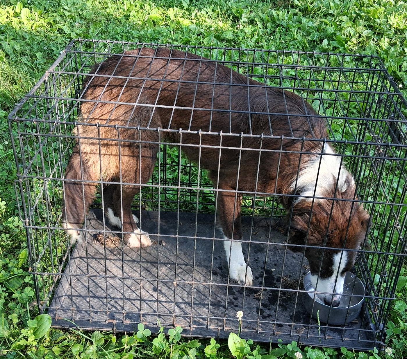 Emmy, Adopted, Puppy Female English Shepherd.