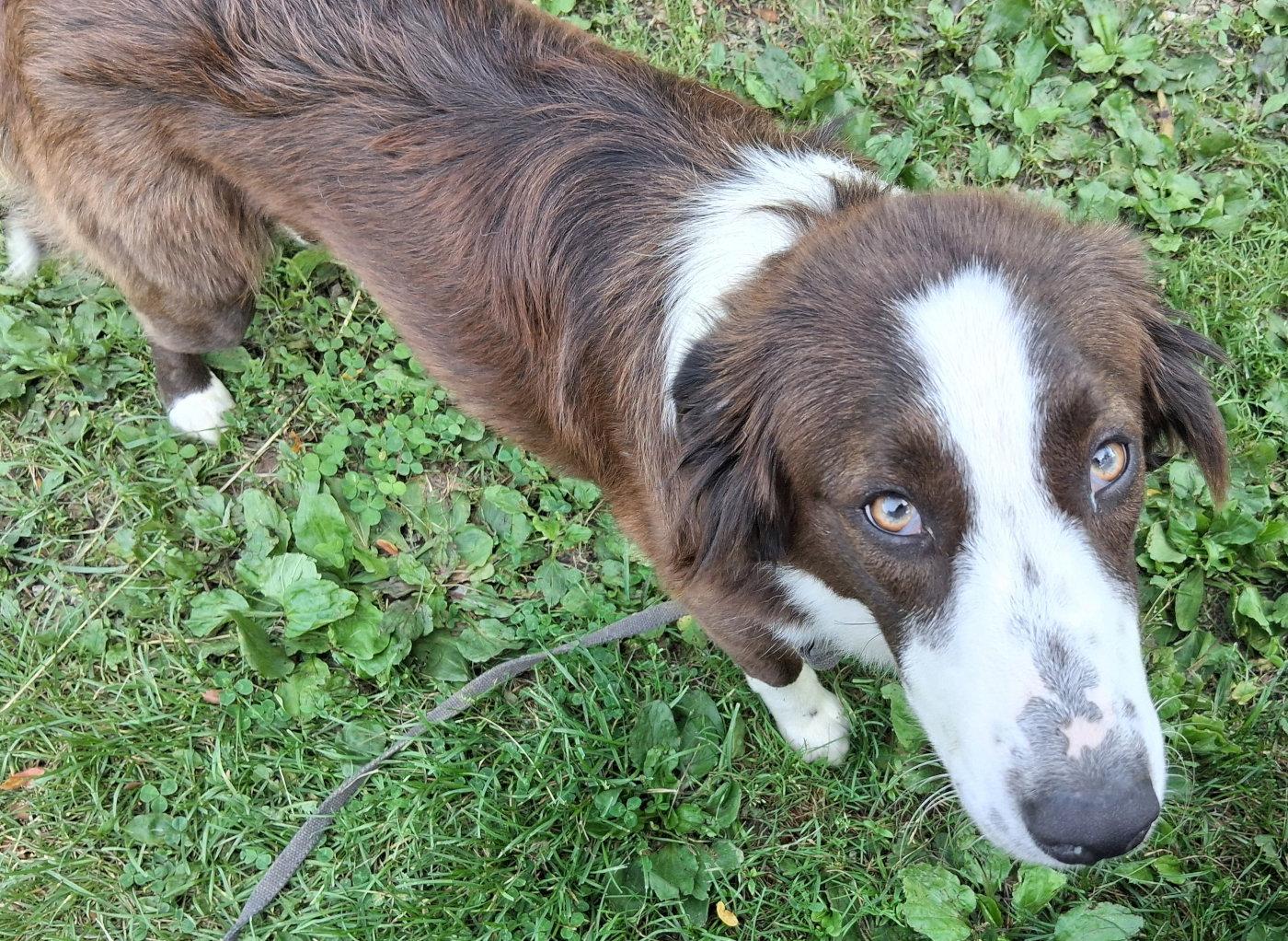 Enlarge Emmy, a Adopted English Shepherd in Mcconnelsville, OH image 2/2